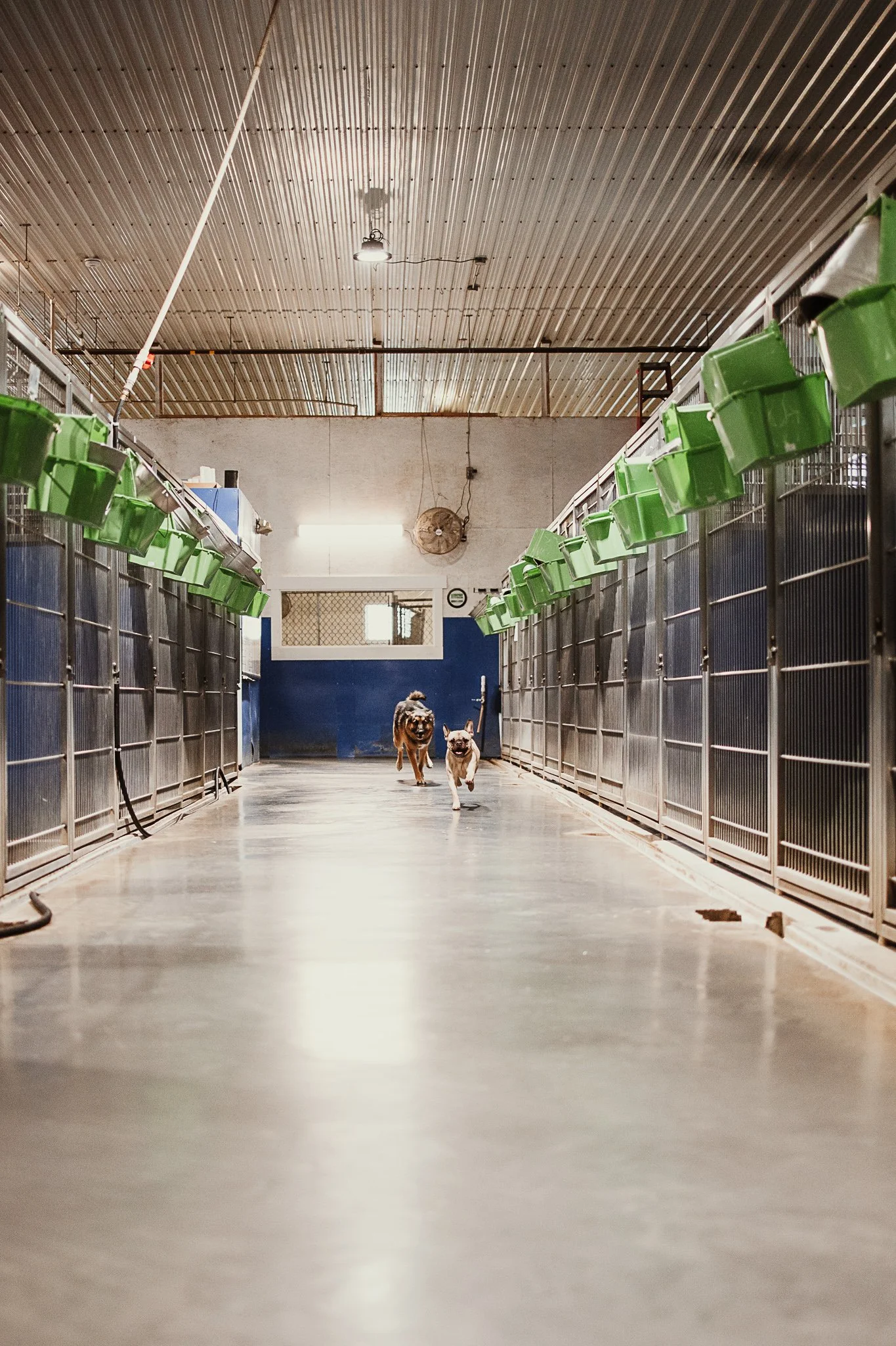 Large dog kennel area