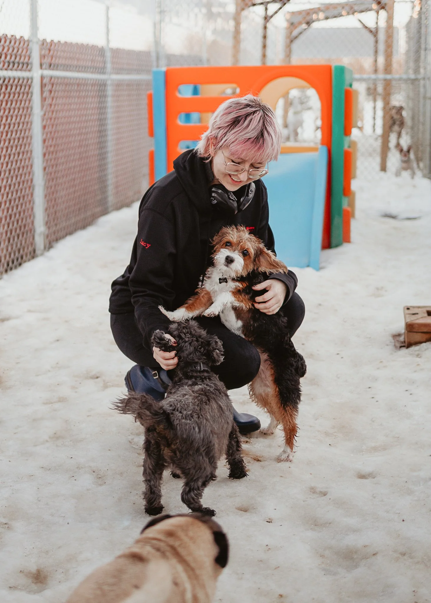 A person with pink hair and glasses, wearing a black jacket, is petting two small dogs on a snowy outdoor playground surrounded by a chainlink fence.