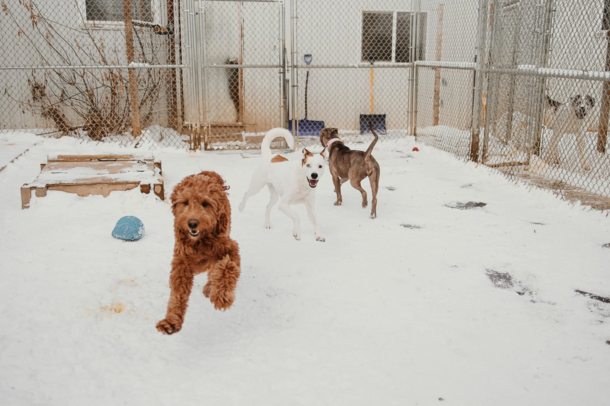 One of our outdoor yards in our large dog area