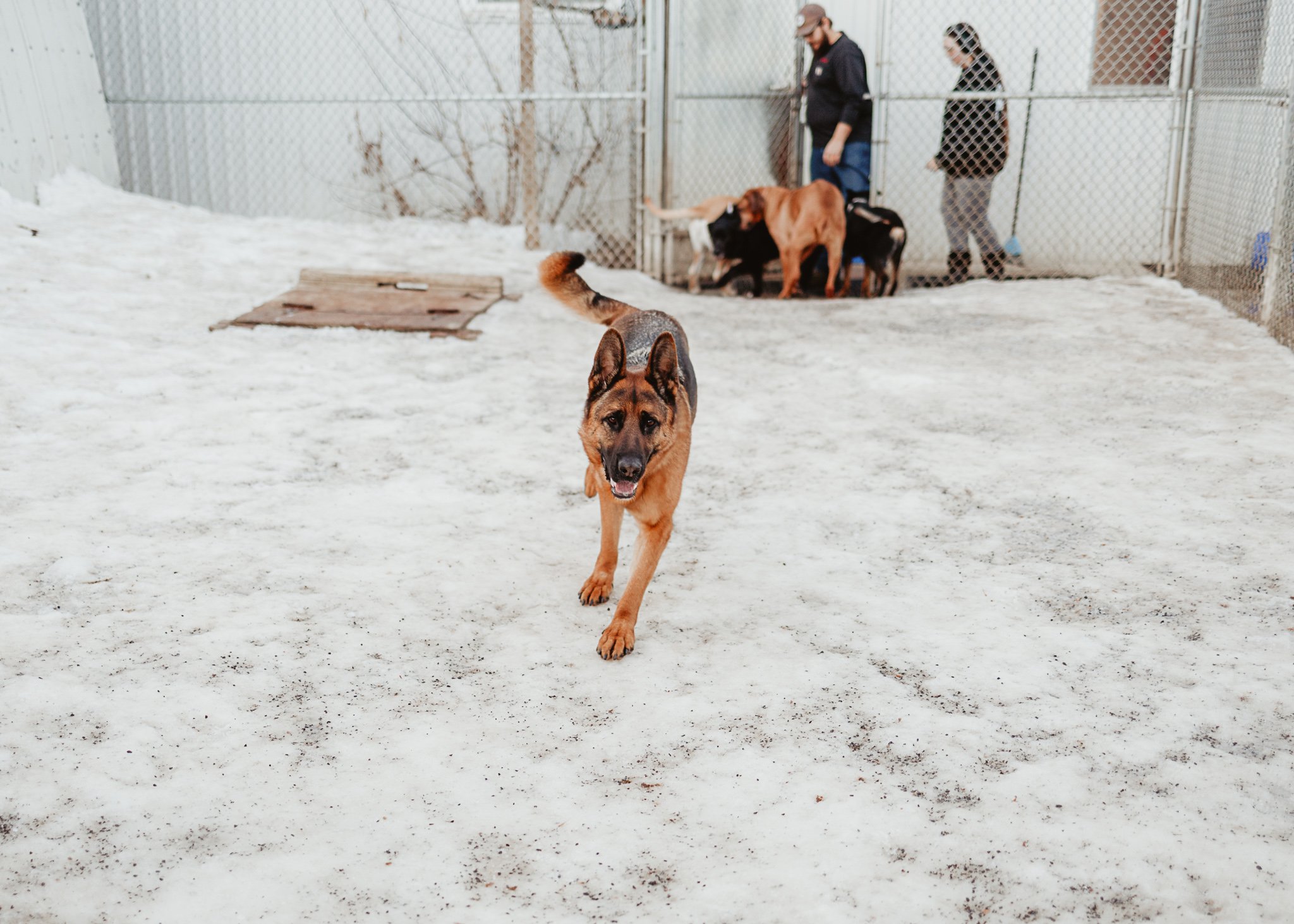 Large dog guests playing in our largest outdoor yard in the large dog area