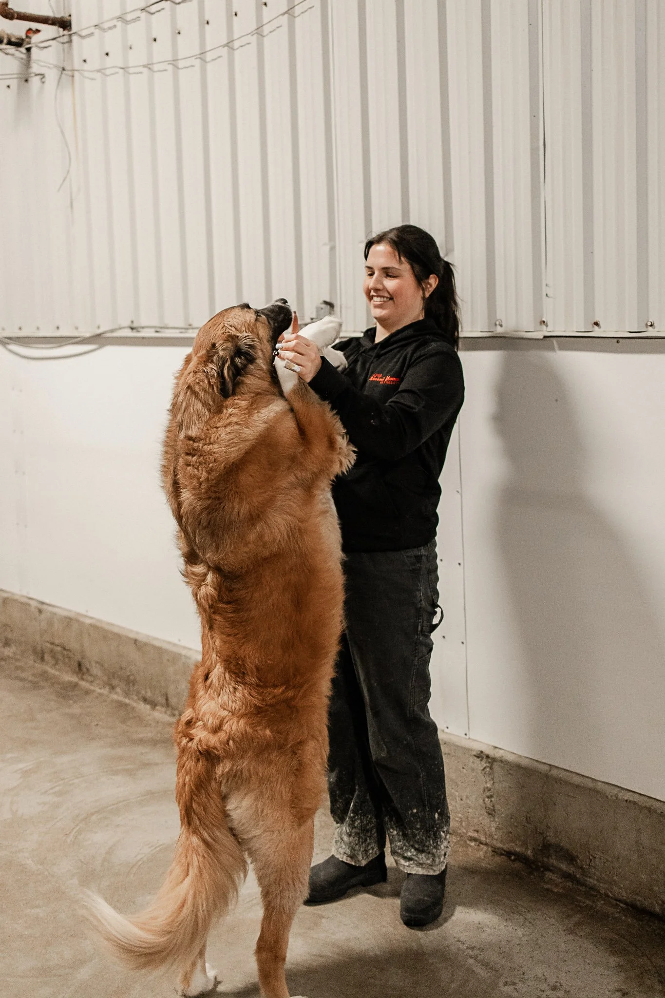 Large dog indoor play space