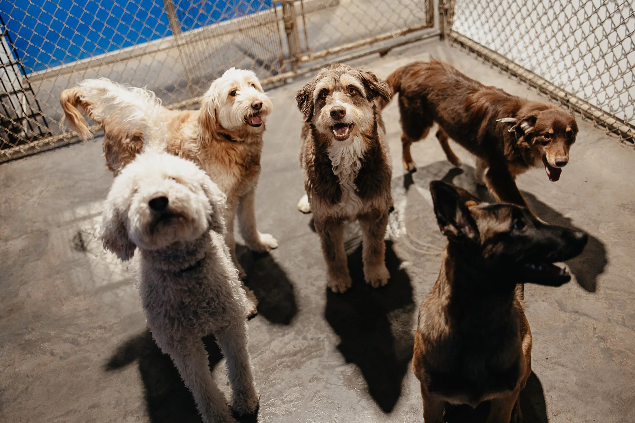 Medium dog group enjoying time in one of our indoor yards in the small/medium dog area