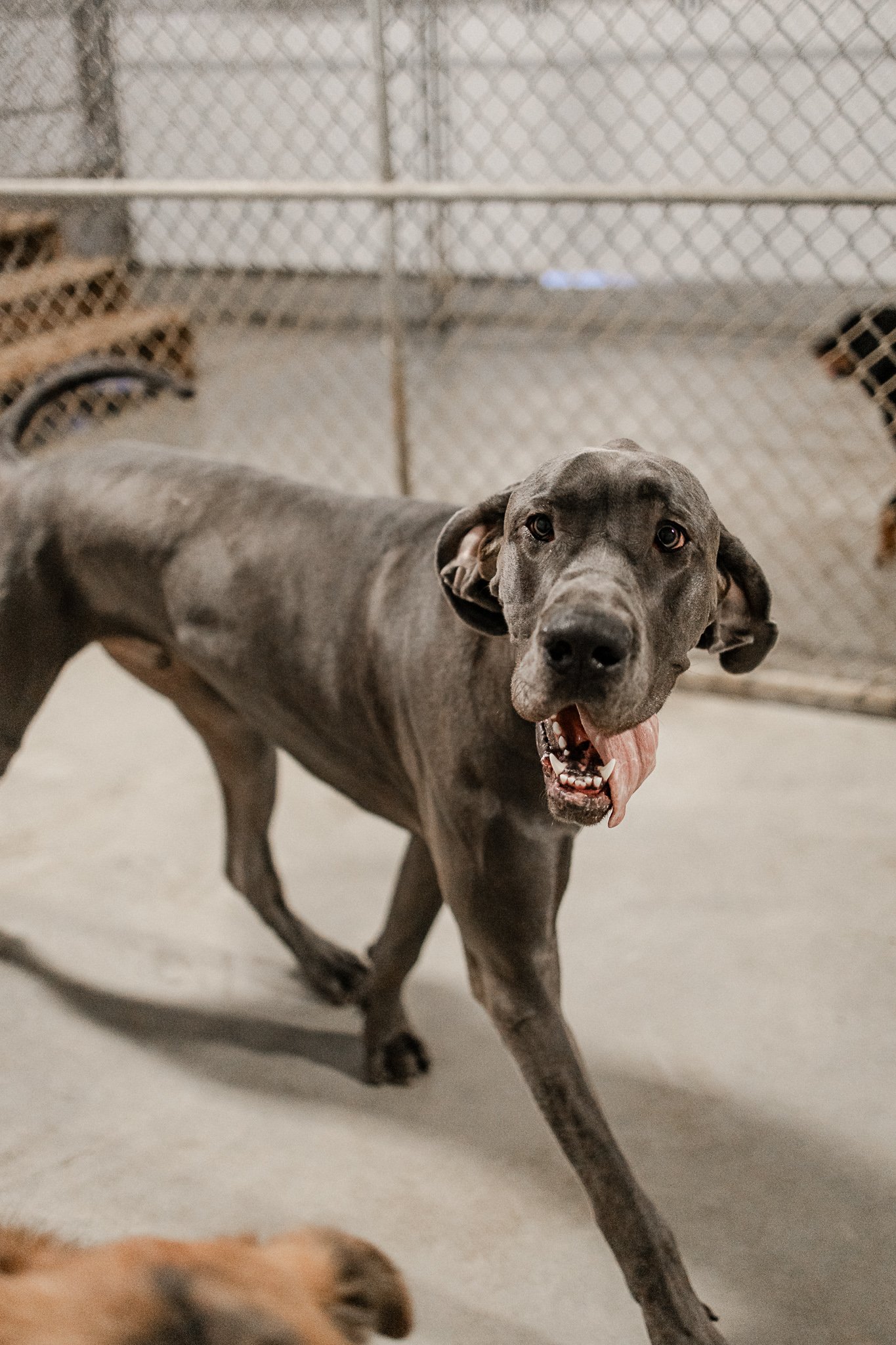 Large dog indoor play space