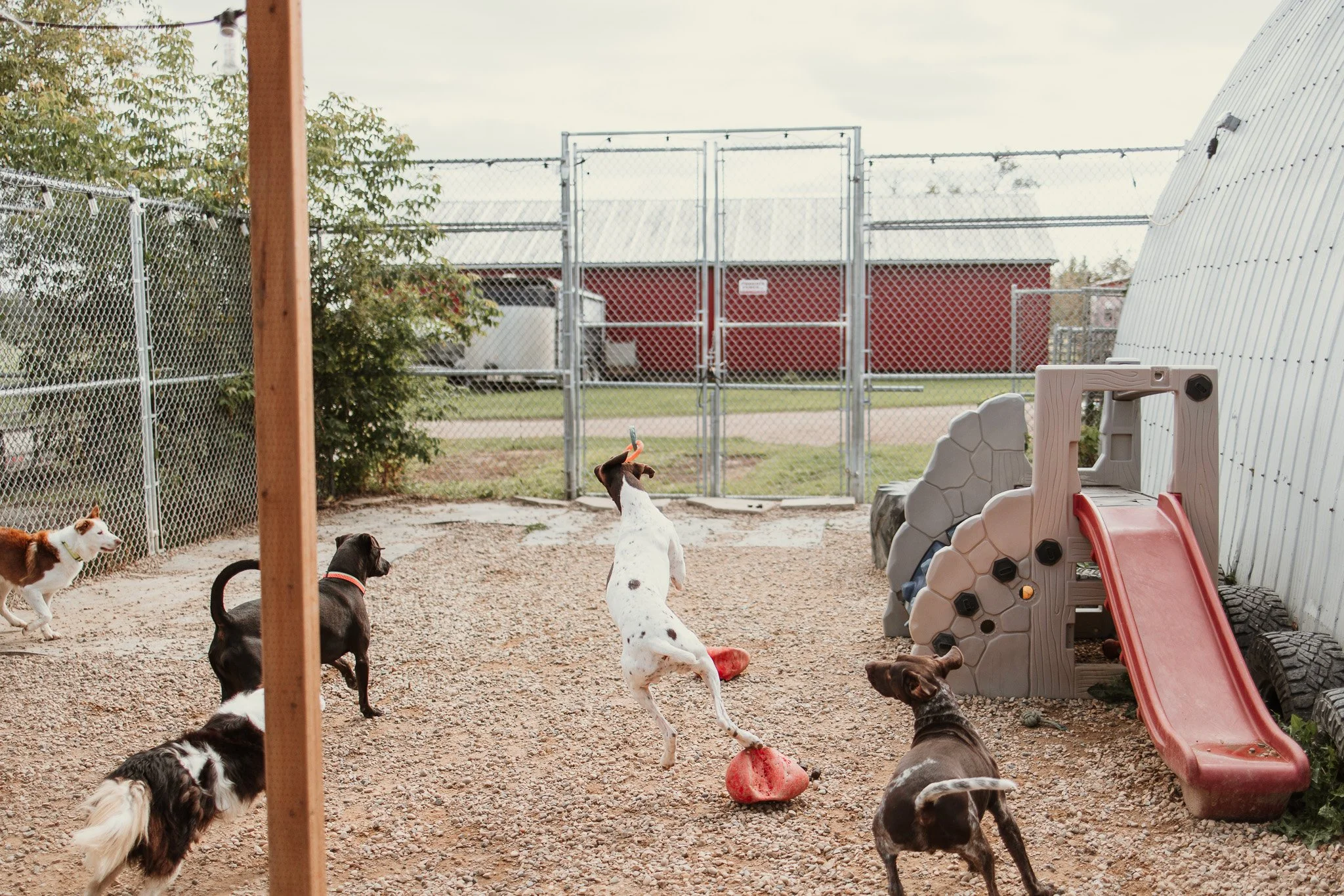 Large dog guests playing in our largest outdoor yard in the large dog area
