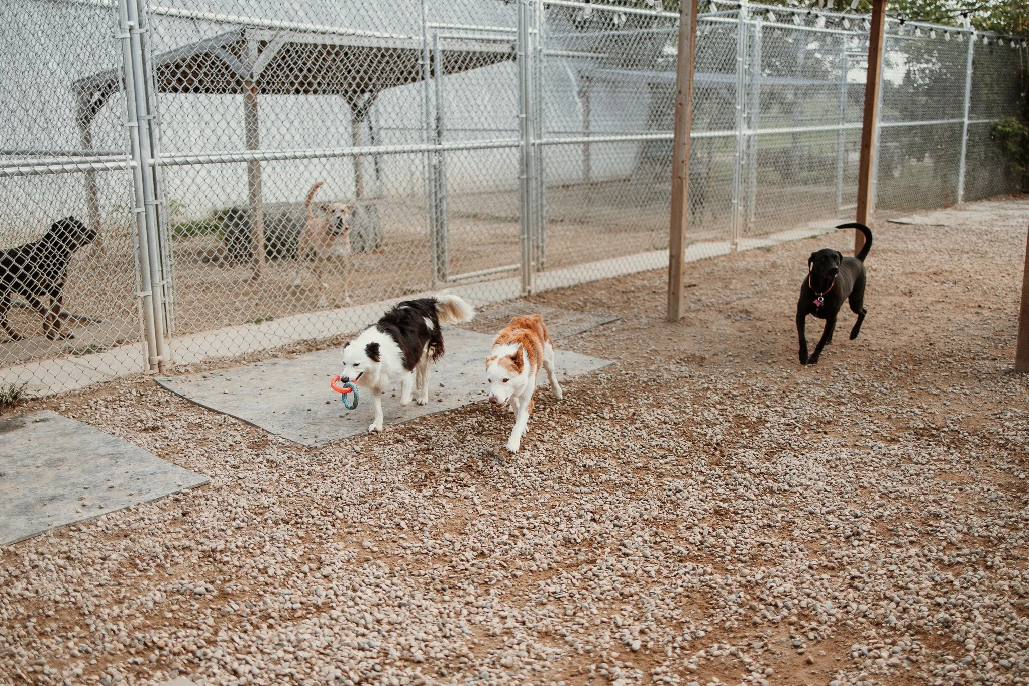 Large dog guests playing in our largest outdoor yard in the large dog area