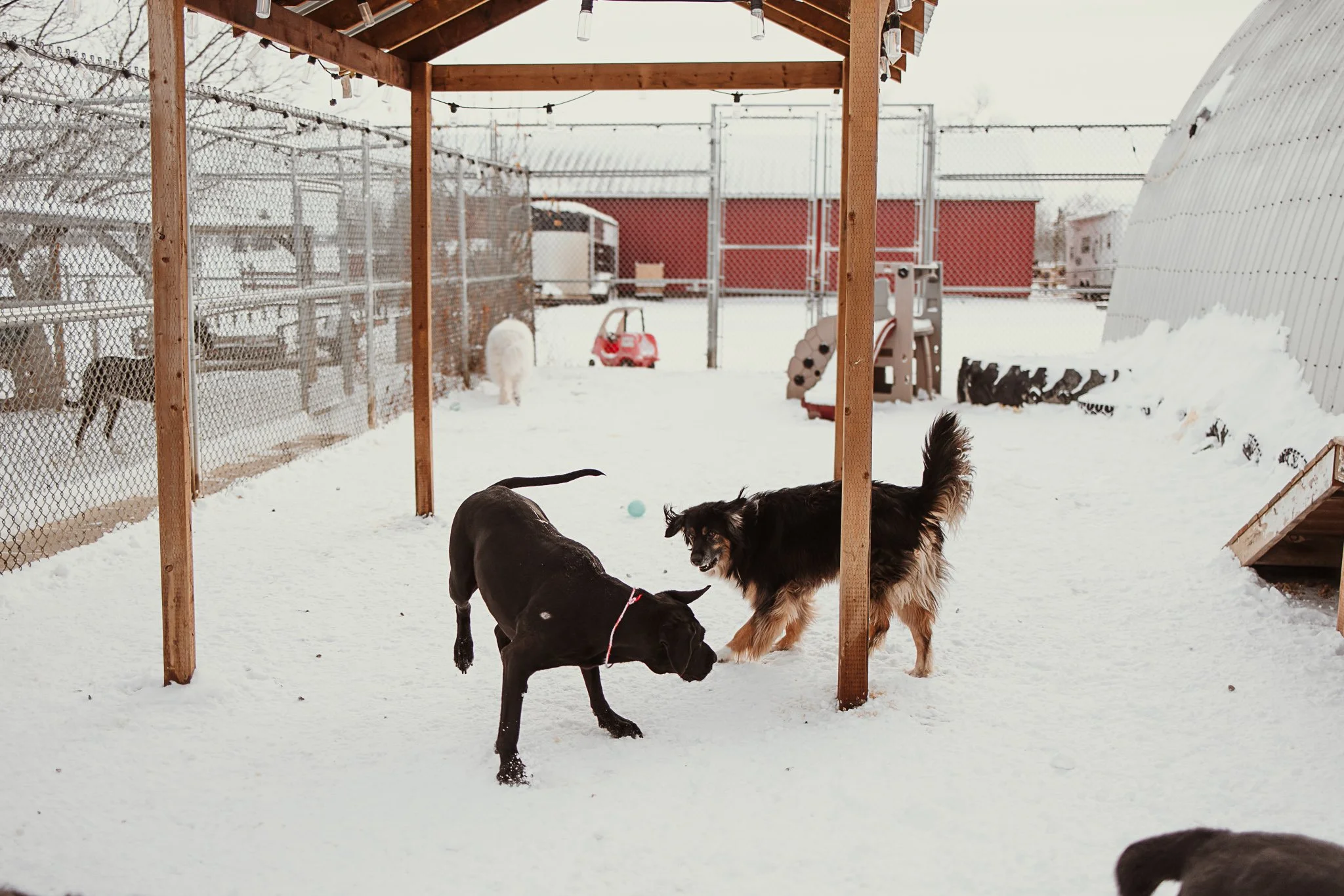One of our outdoor yards in our large dog area