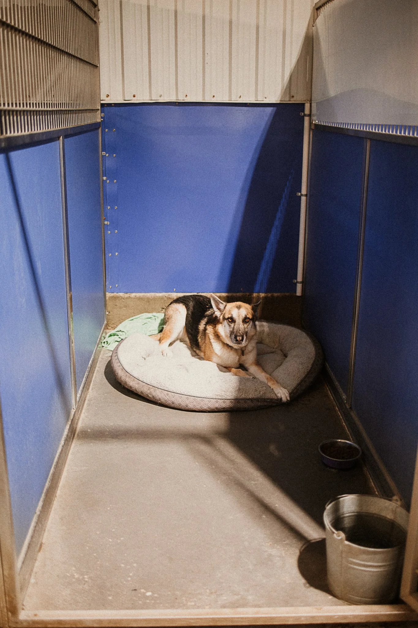 Storm the German Shepherd in a large kennel