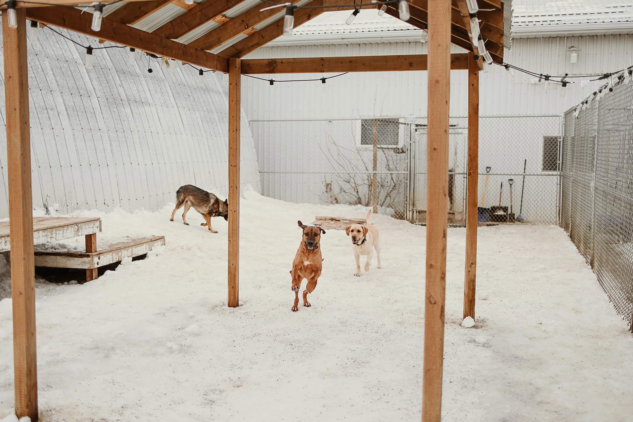 Large dogs playing in one of our outdoor yards in the large dog area