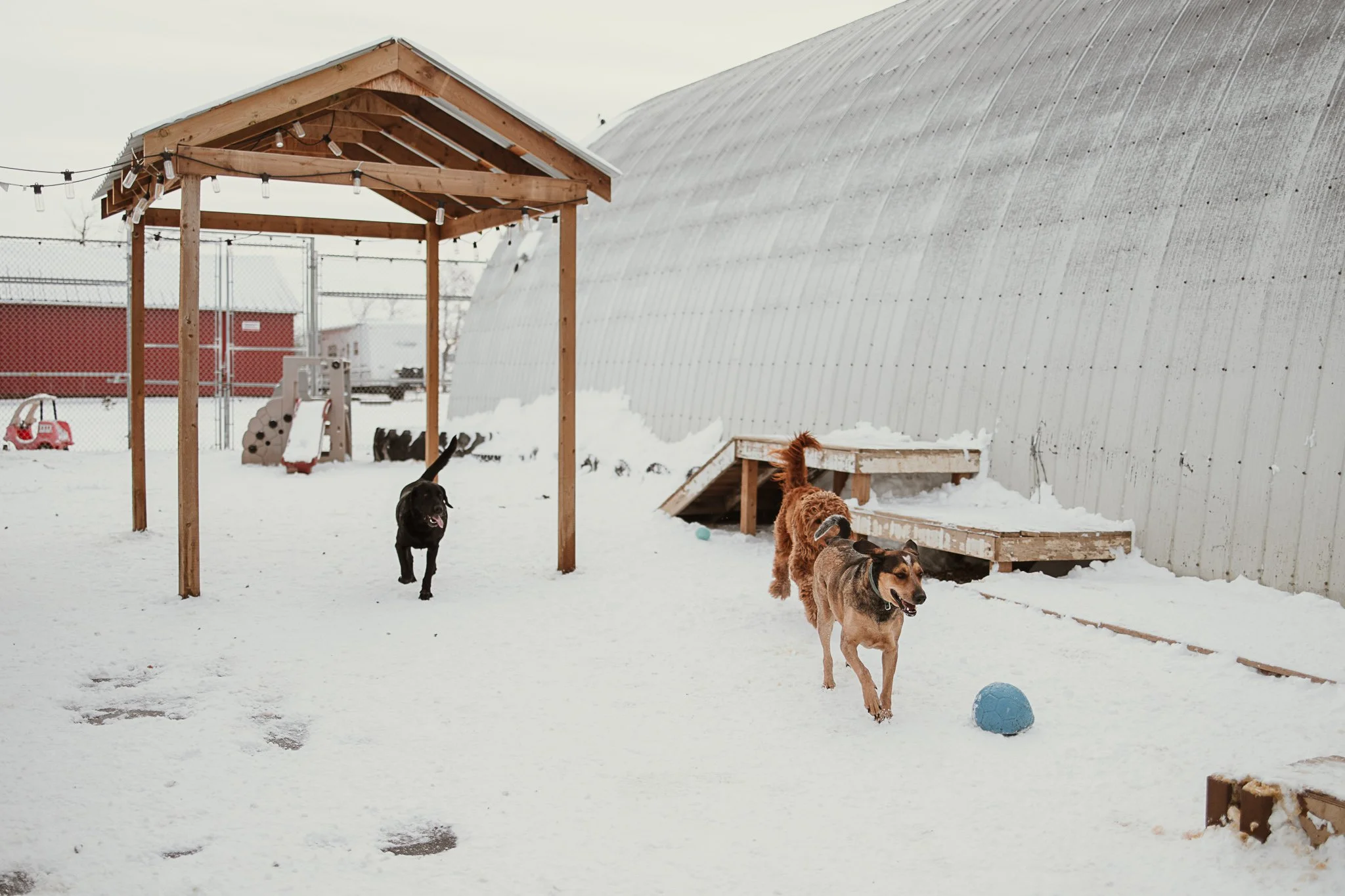 Three dogs playing in a snowy outdoor area with a small wooden shelter, a blue ball, and a large curved metal building in the background.