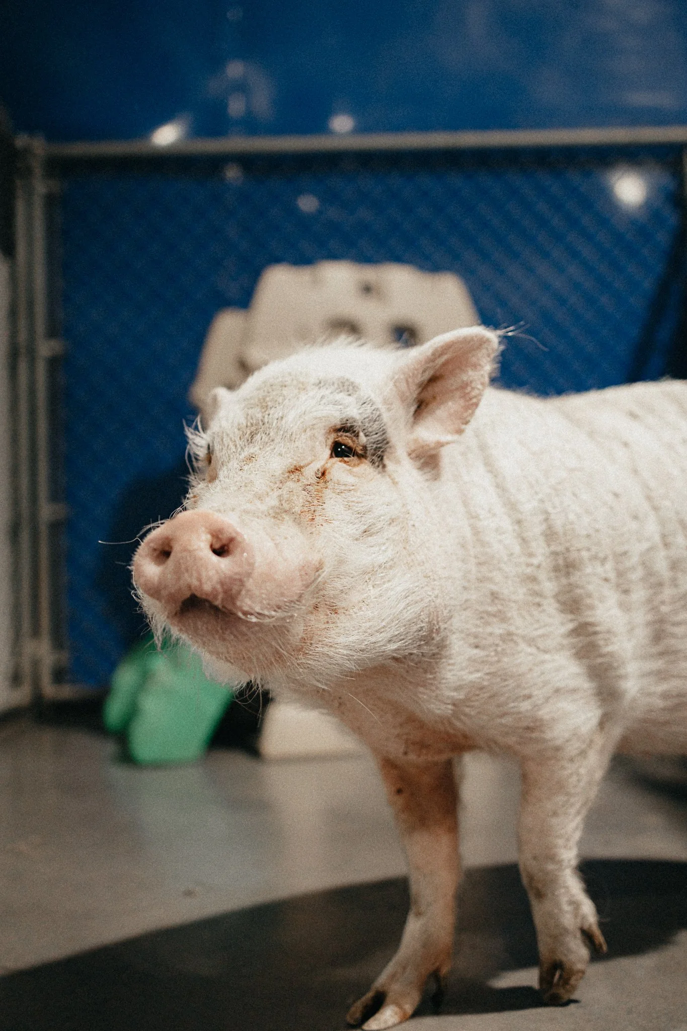 Rosie the Pig in our indoor yards in the small/medium dog area