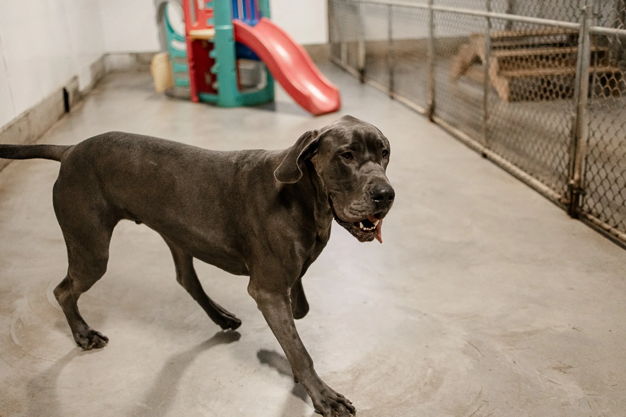 Large dog indoor play space