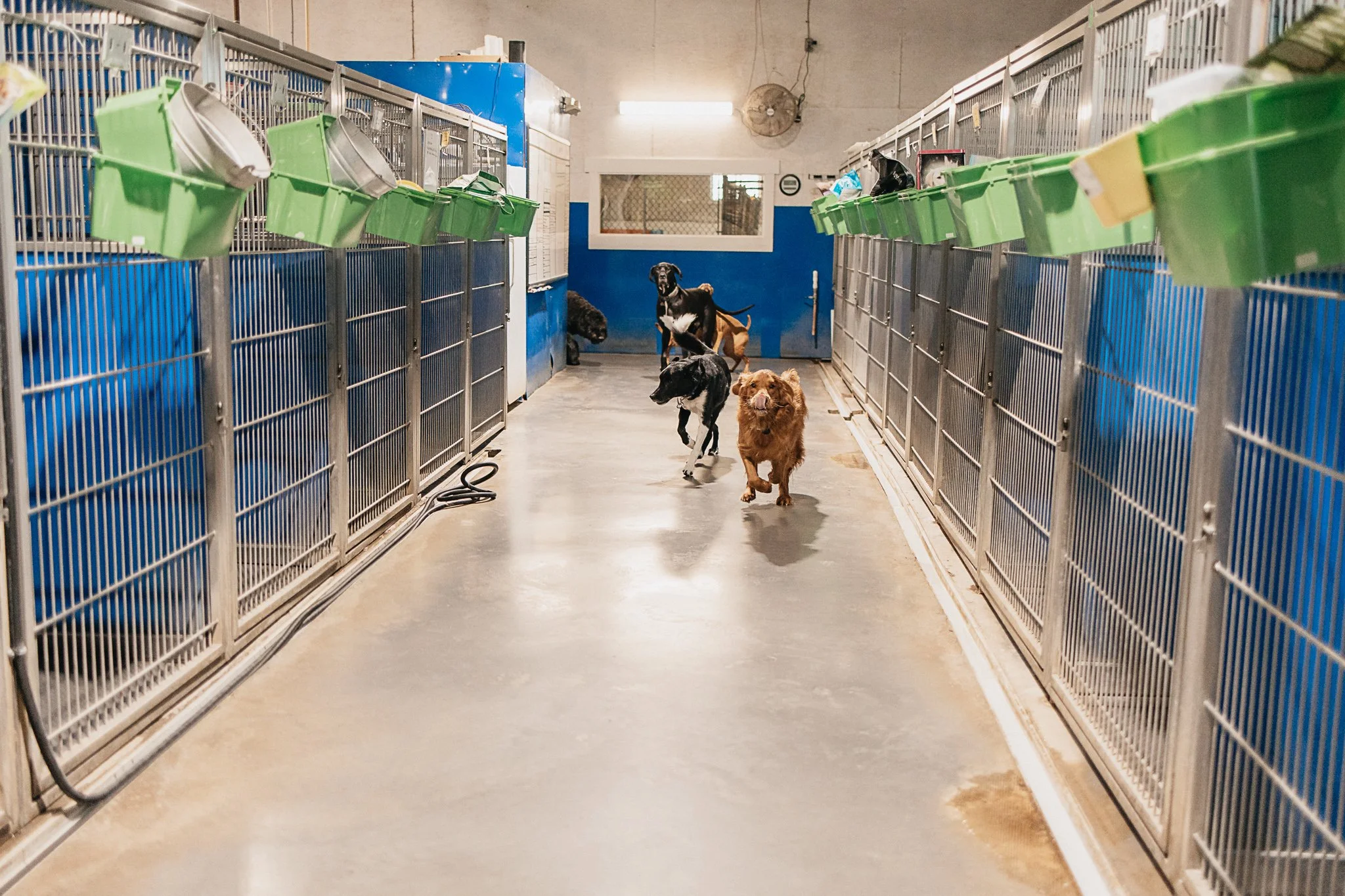 Our large dog kennel area