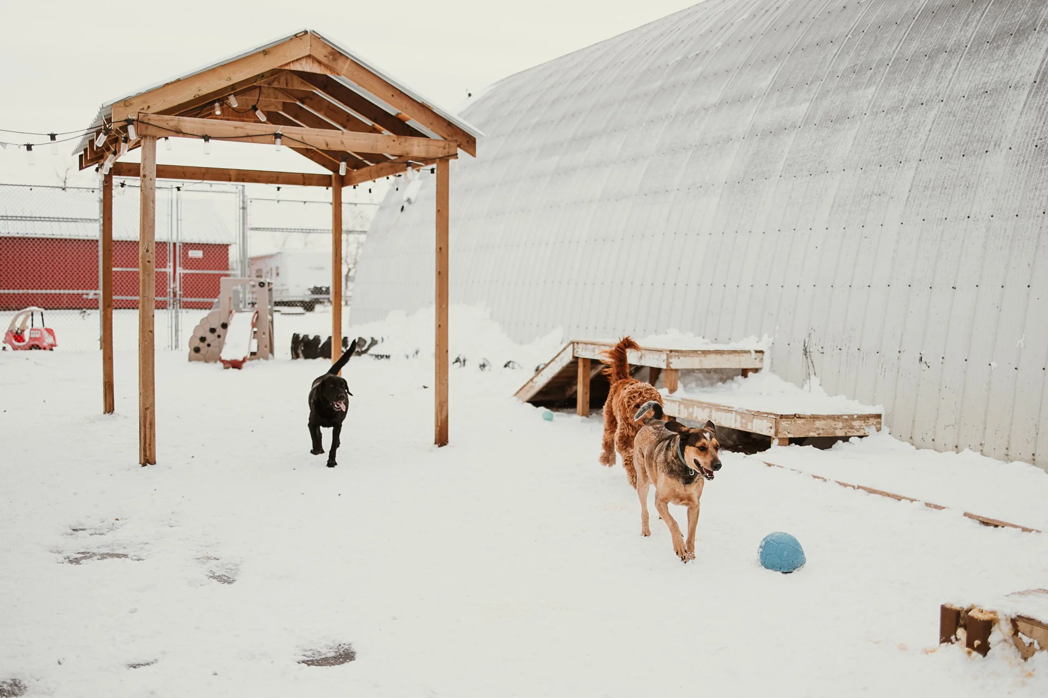 One of our outdoor yards in our large dog area