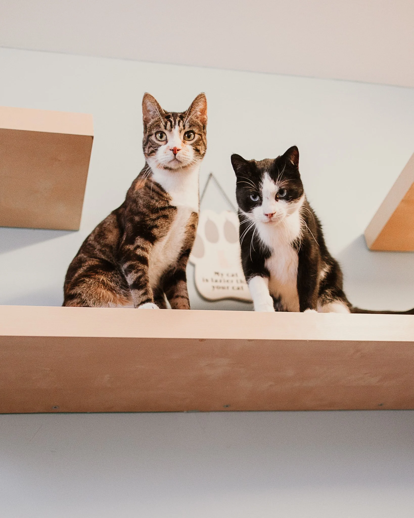 Two cats sitting on a wooden shelf against a light-colored wall.