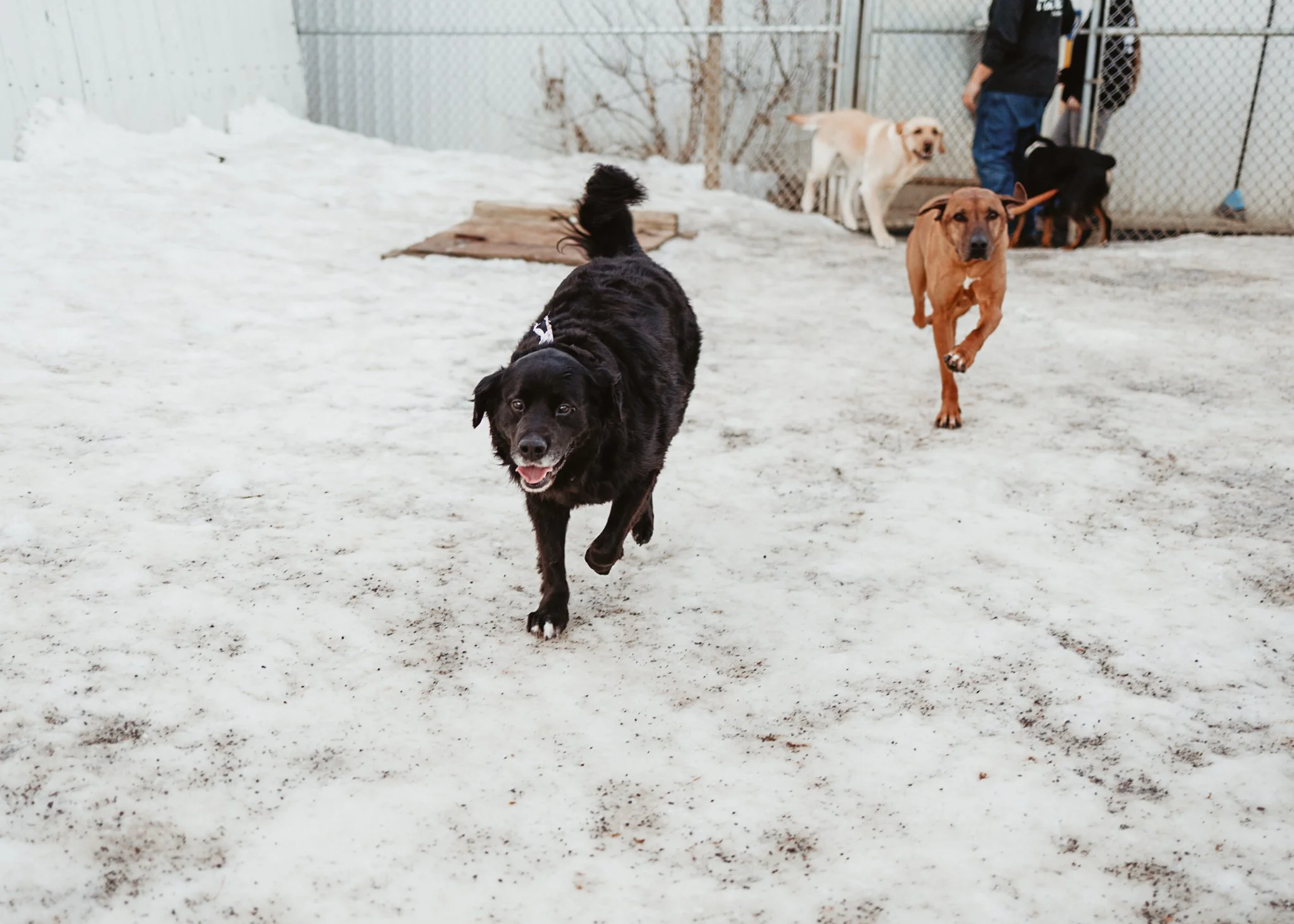 Large dog guests playing in our largest outdoor yard in the large dog area