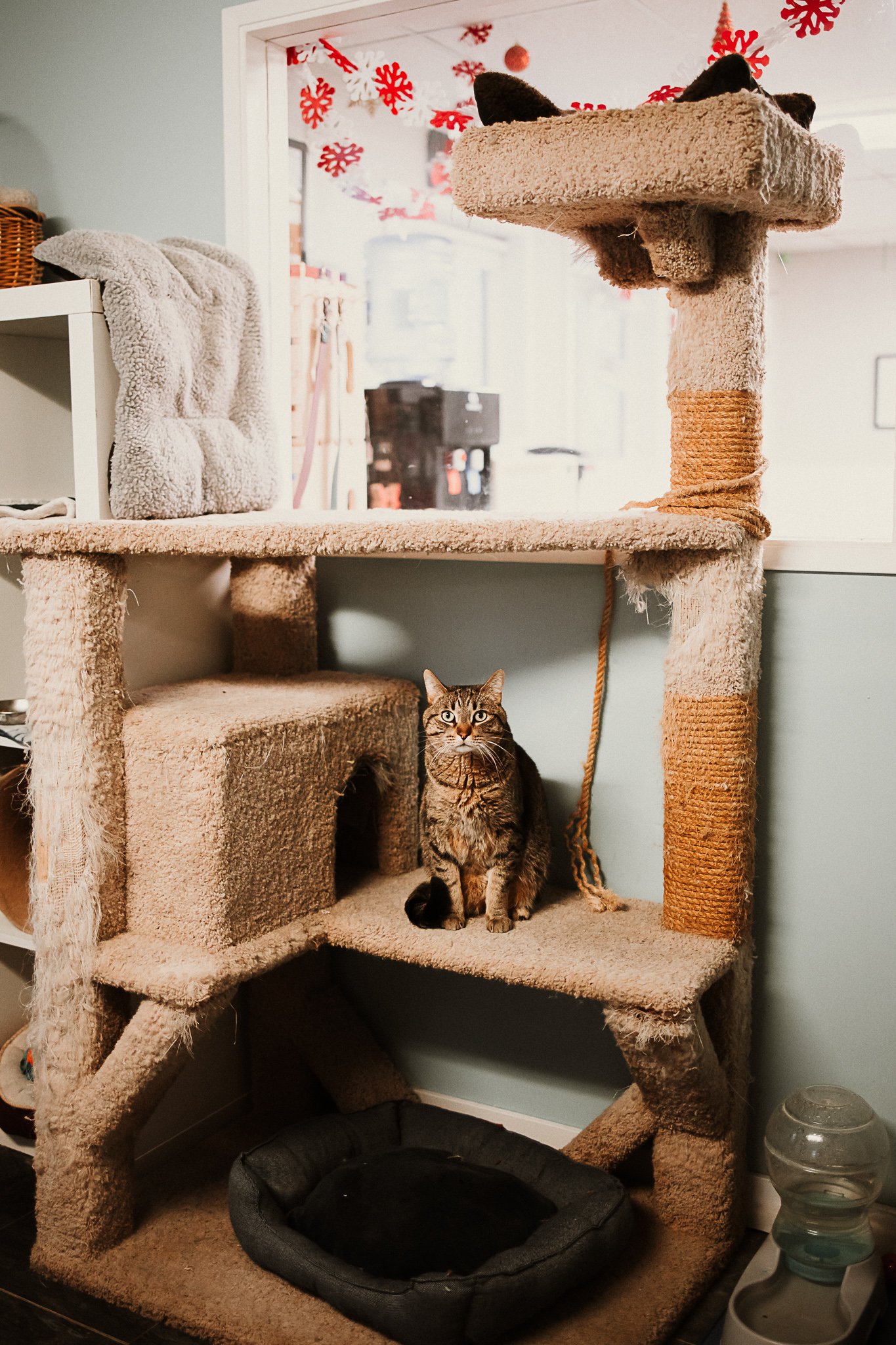 Our cage-free cattery