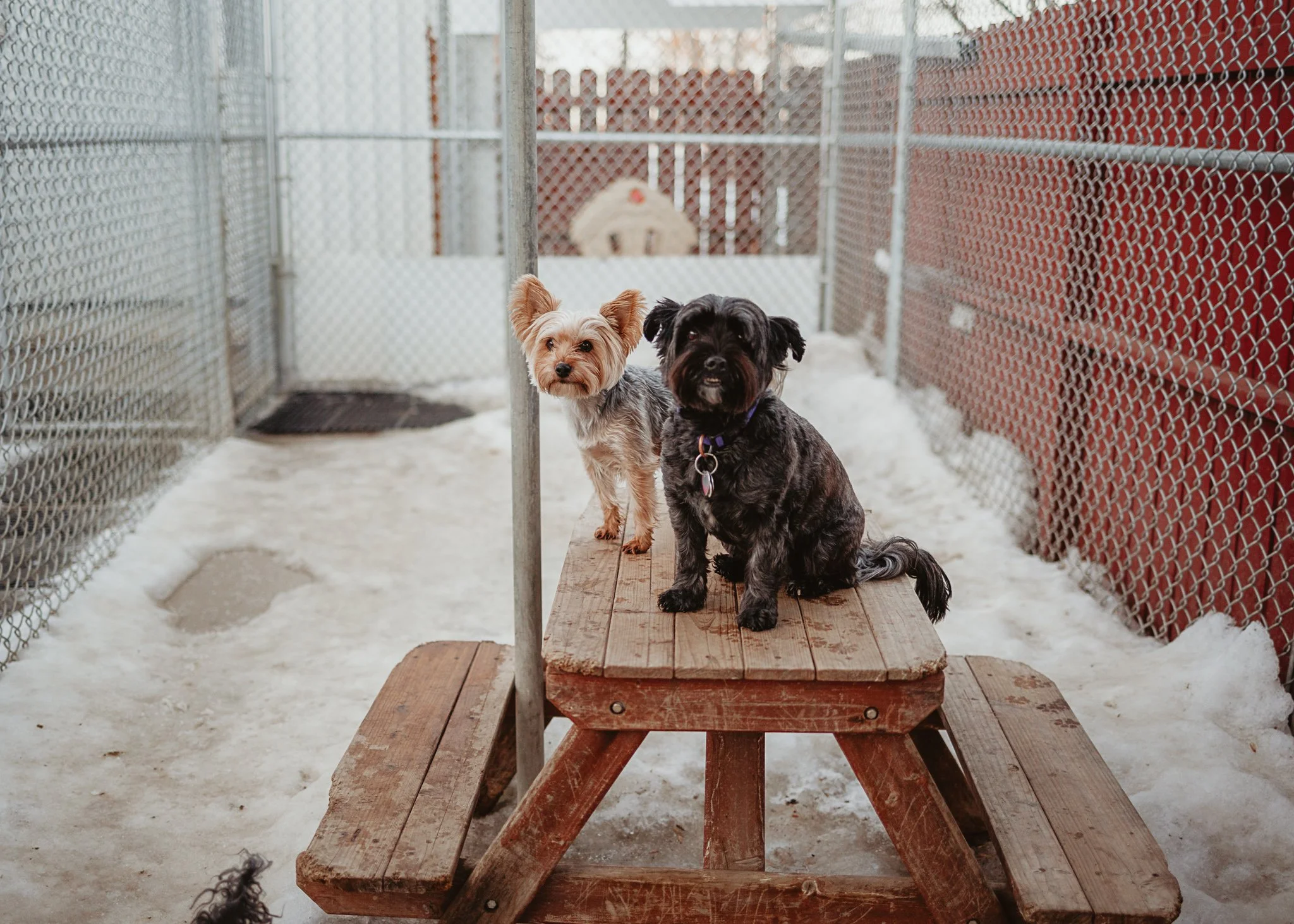 one of our outdoor yards in our small/medium dog area