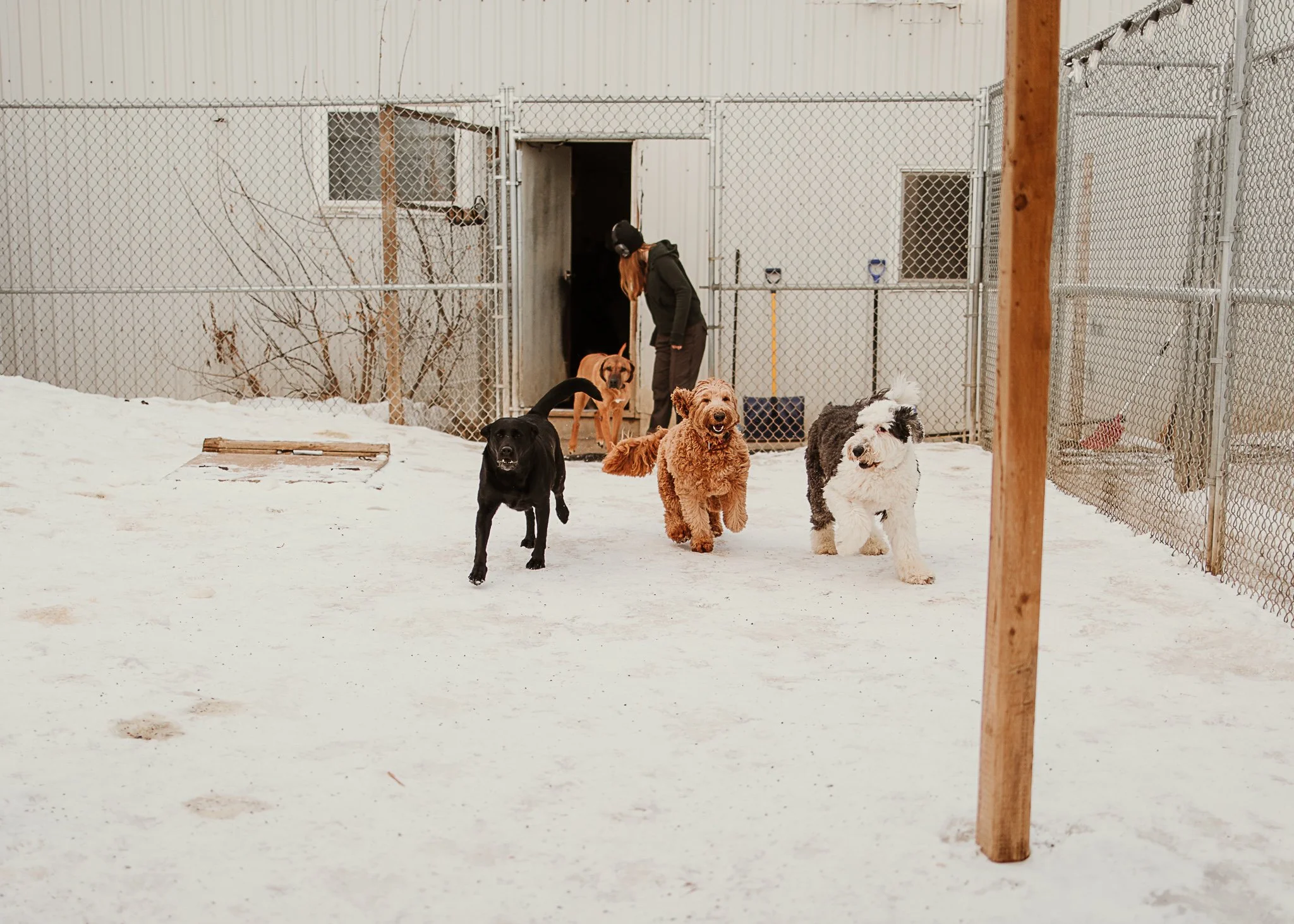 Outdoor yard in the large dog area