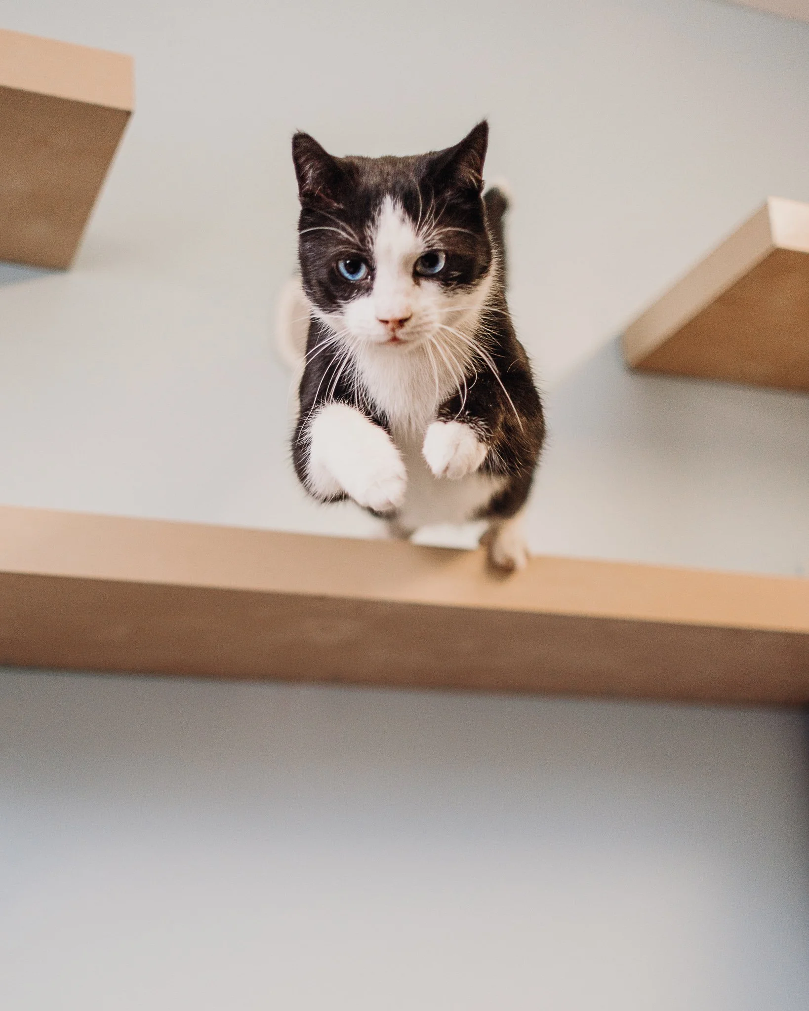 Black and white cat with blue eyes jumping off a wooden shelf towards the upward looking camera at Second Home Pet Resort, Leduc.