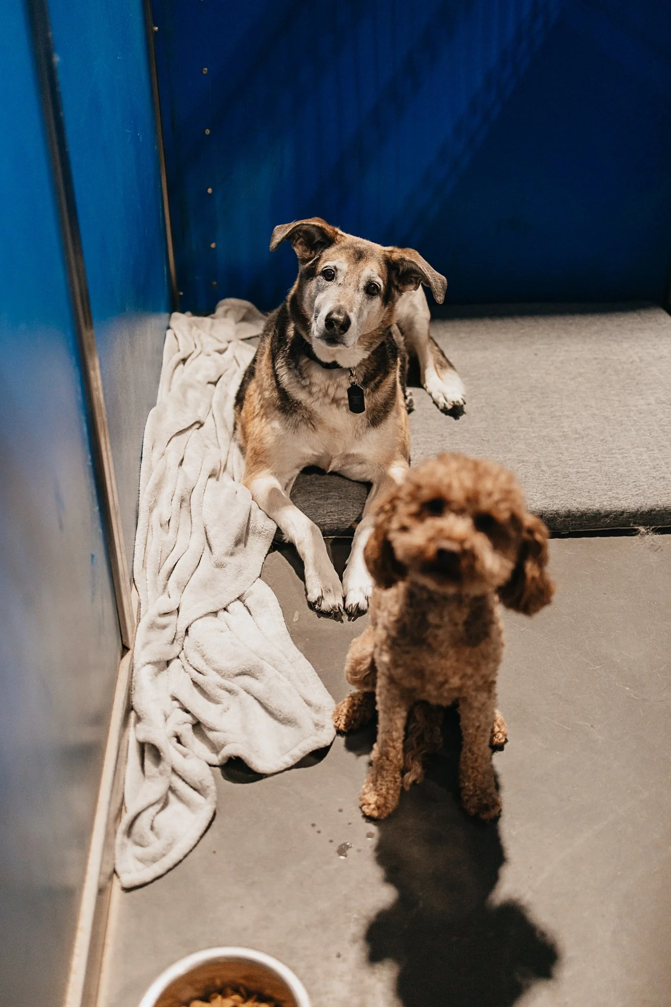 Rosco and Copper (brothers) sharing a large kennel