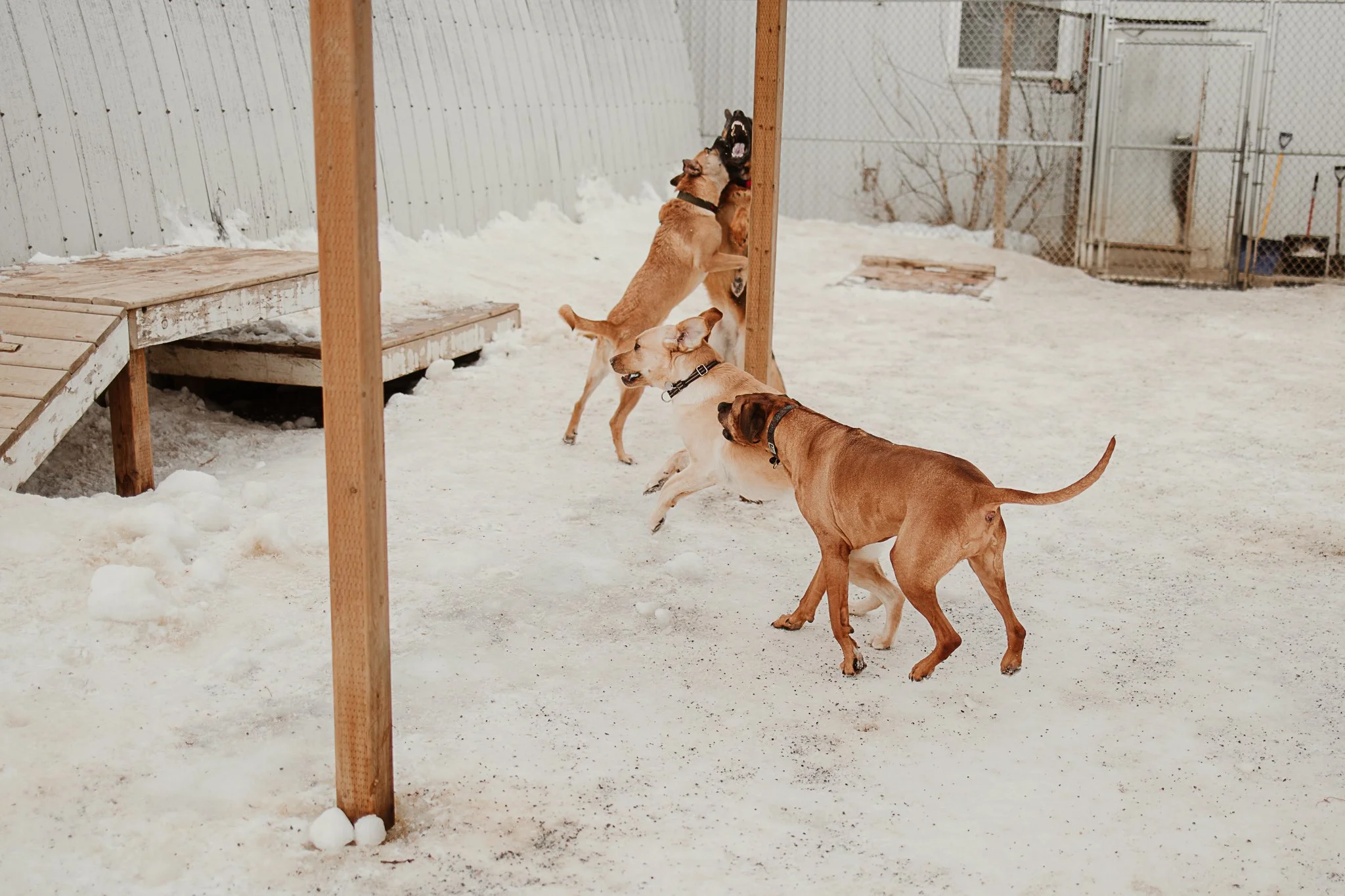 Large dogs playing in one of our outdoor yards in the large dog area