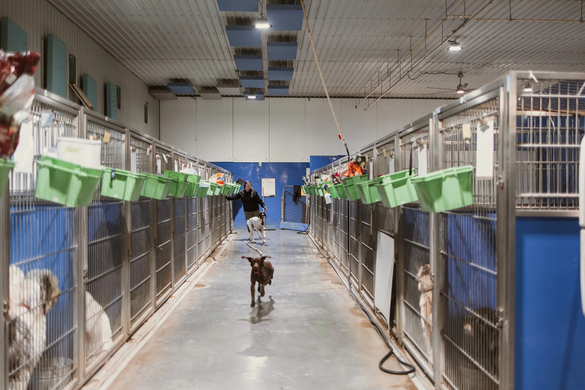 Large dog kennel area