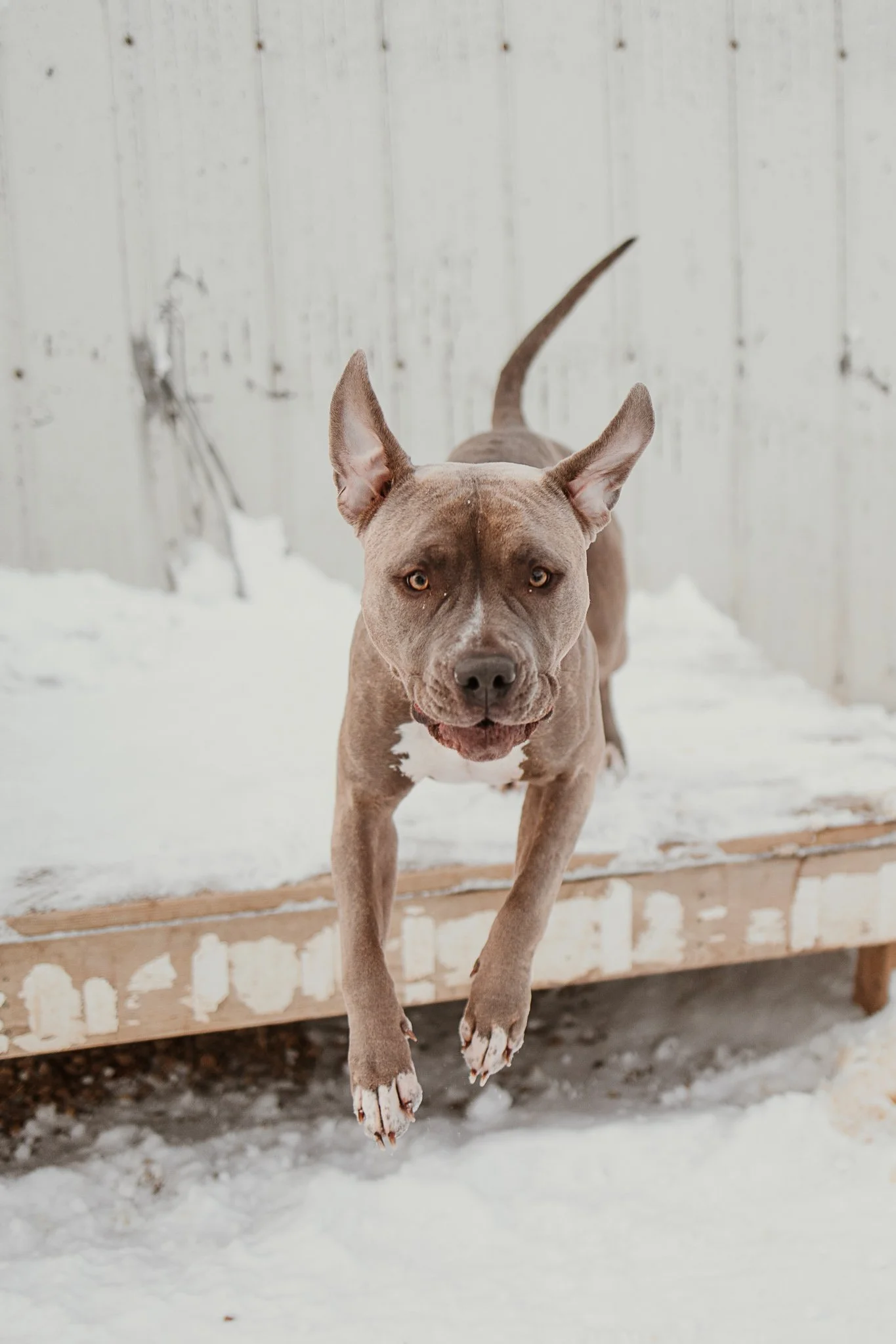 A brown pitbull dog jumping off a wooden platform covered in snow, with a white wooden fence in the background.