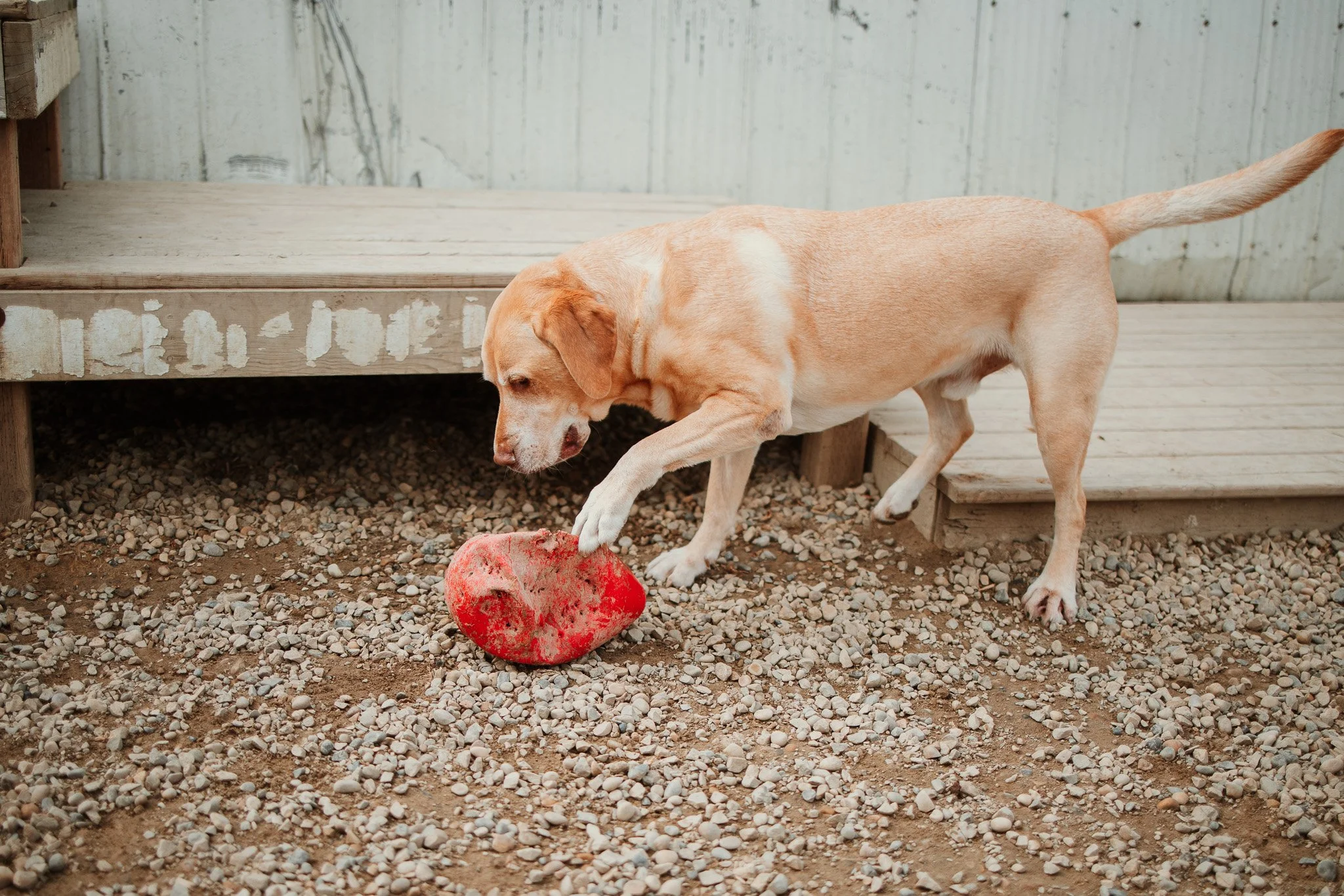 Brady playing with toys in our social yard in our large dog area