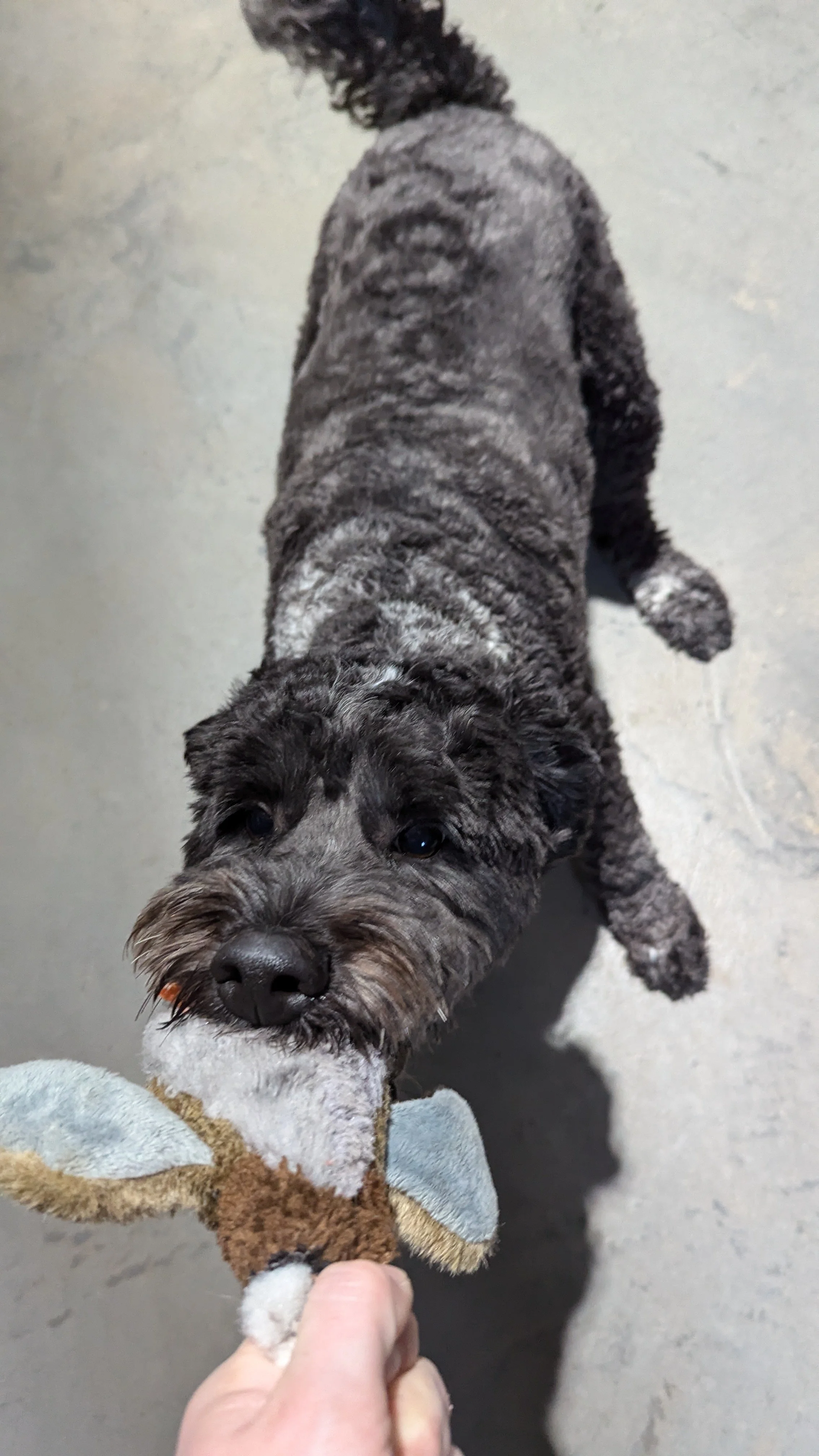 A small, curly-haired puppy with a gray and black coat holding a stuffed animal toy in its mouth, standing on a gray concrete floor.
