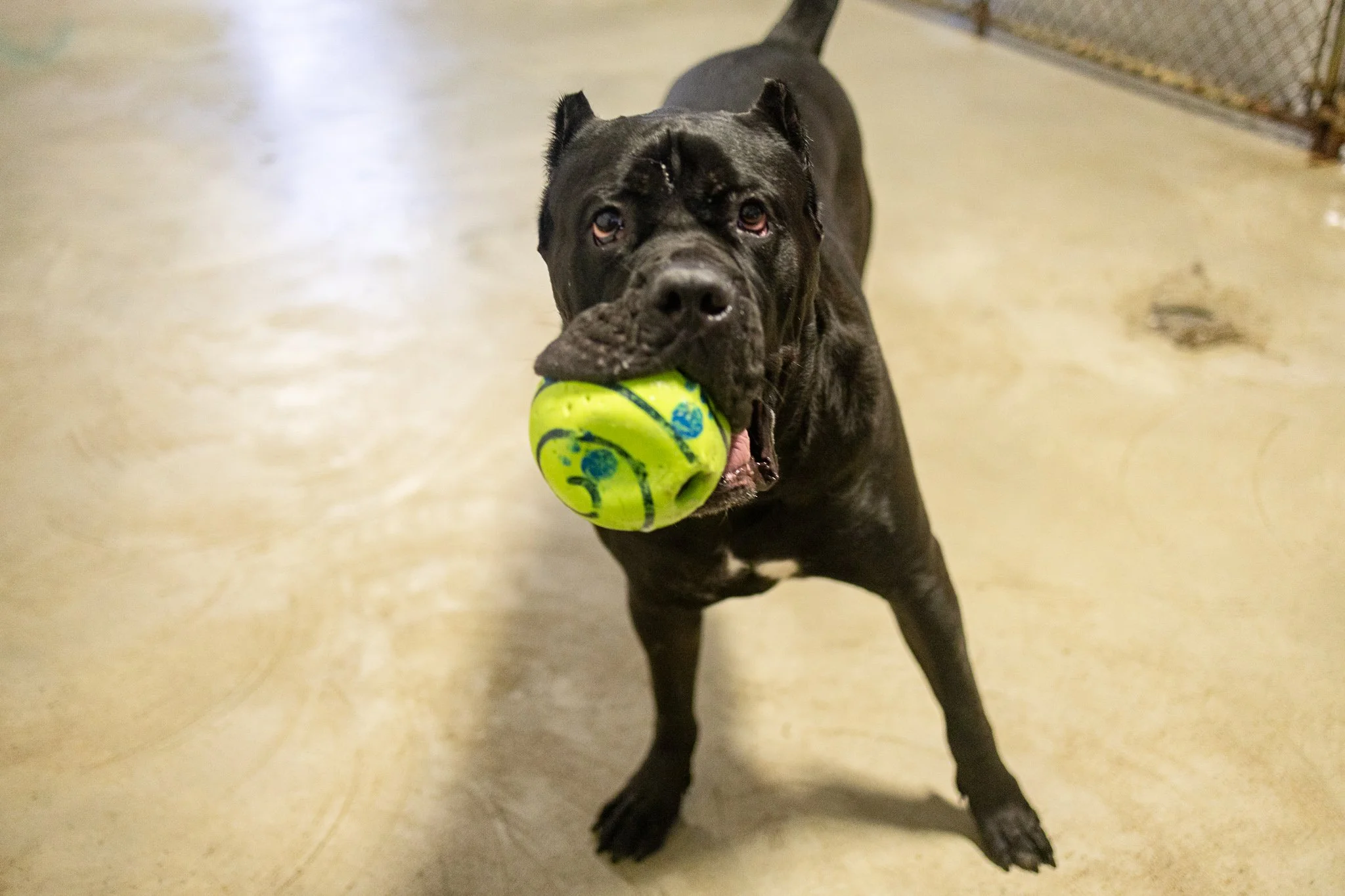 Caesar enjoying one of our indoor play spaces in the large dog area
