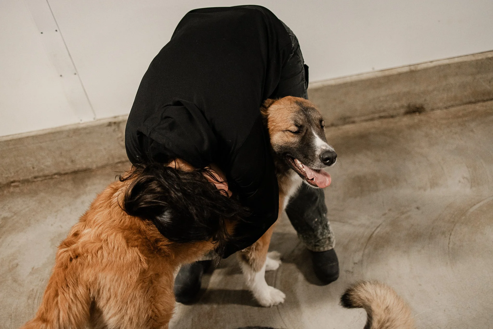Large dog indoor play space