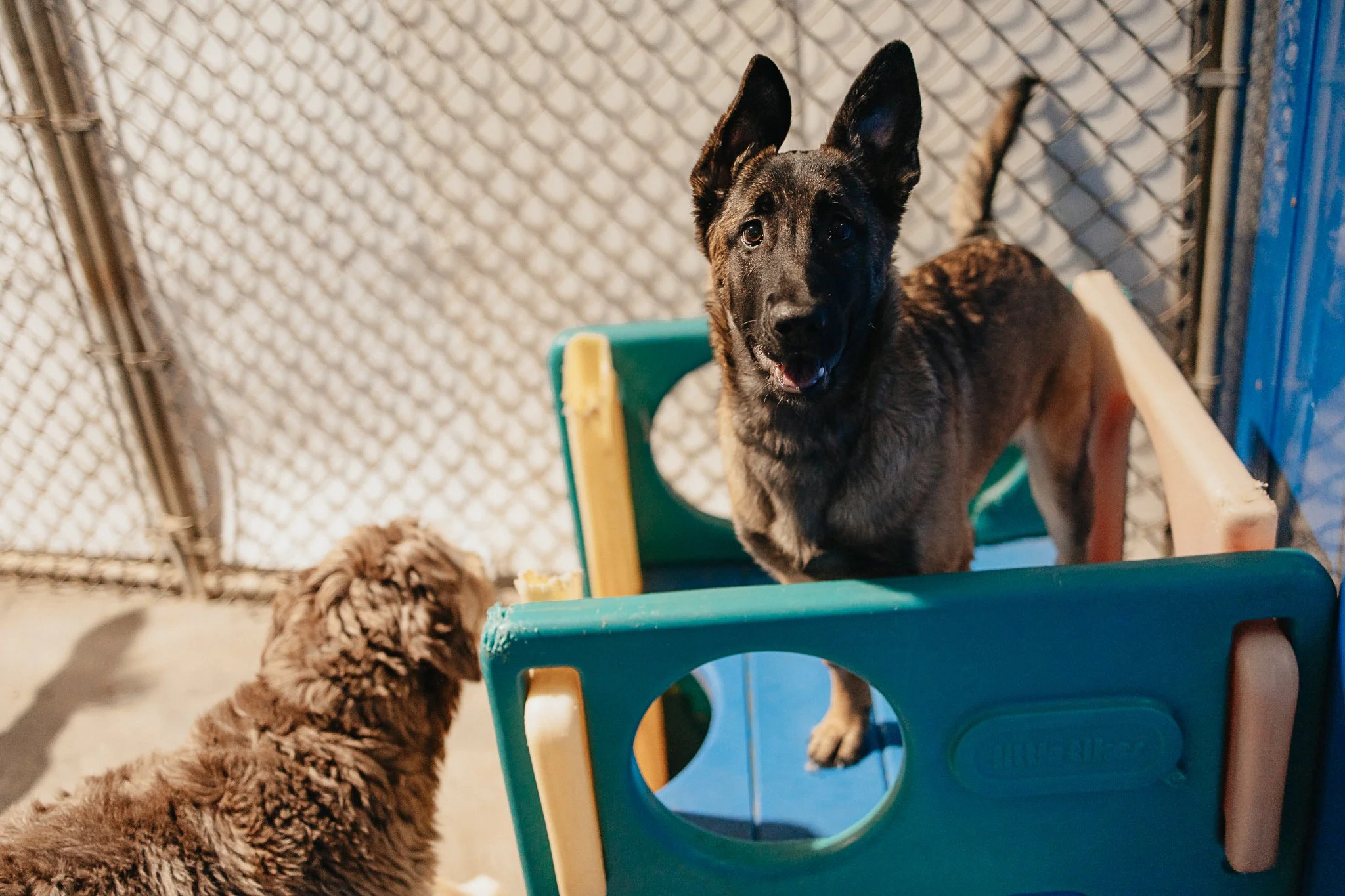 Medium dog group enjoying time in one of our indoor yards in the small/medium dog area
