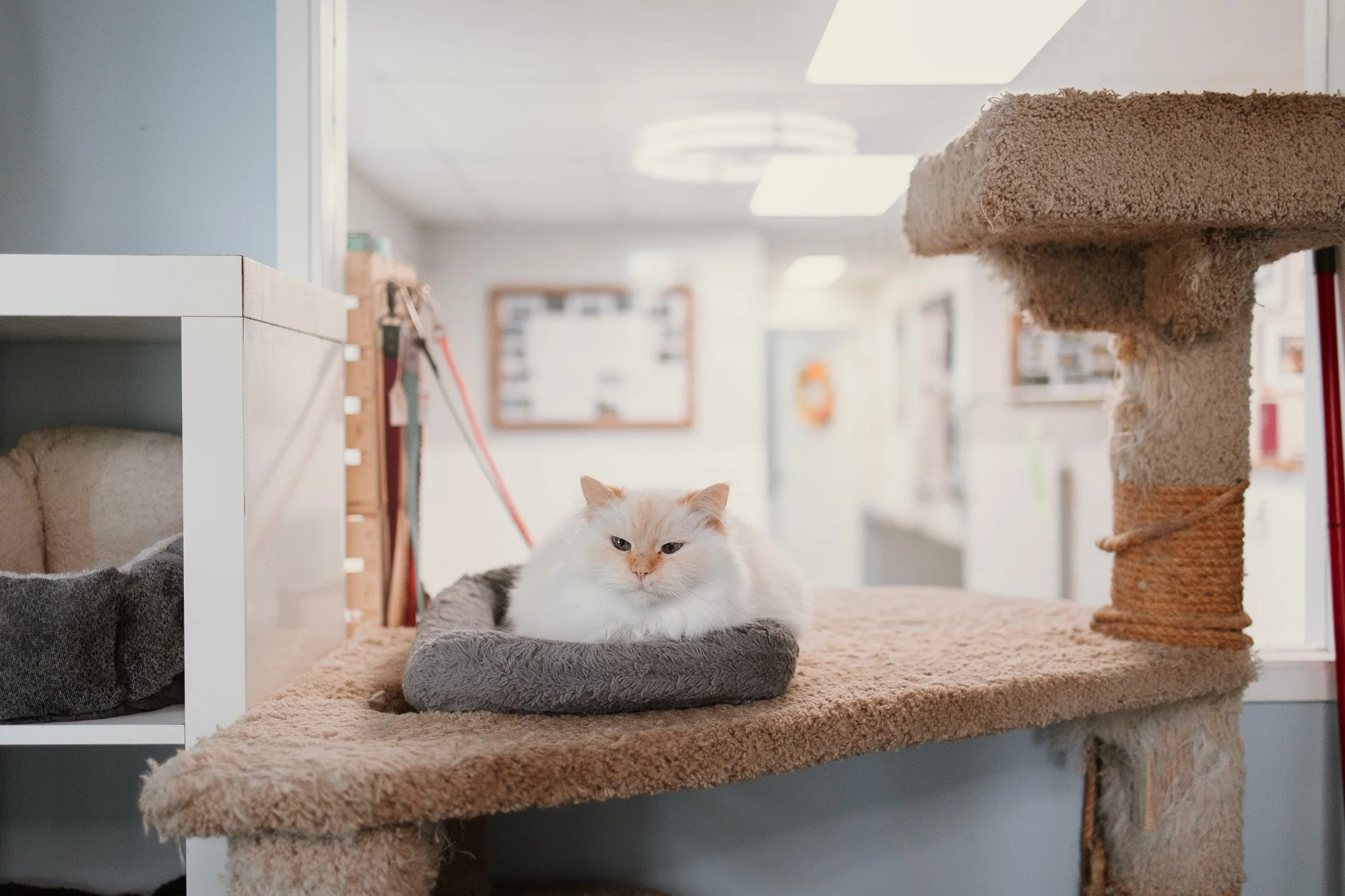Syd watching over the office in our cage-free cattery