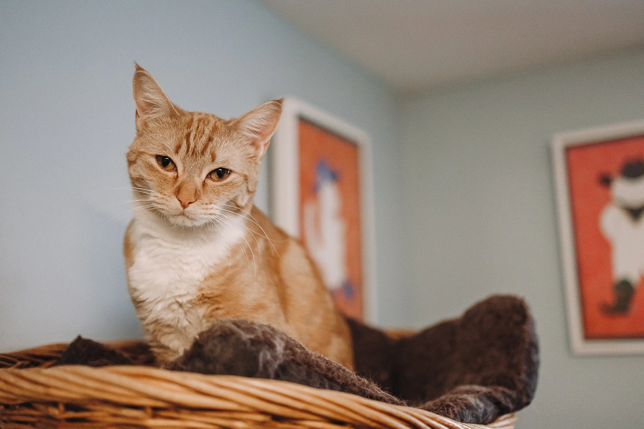 our cage-free cattery