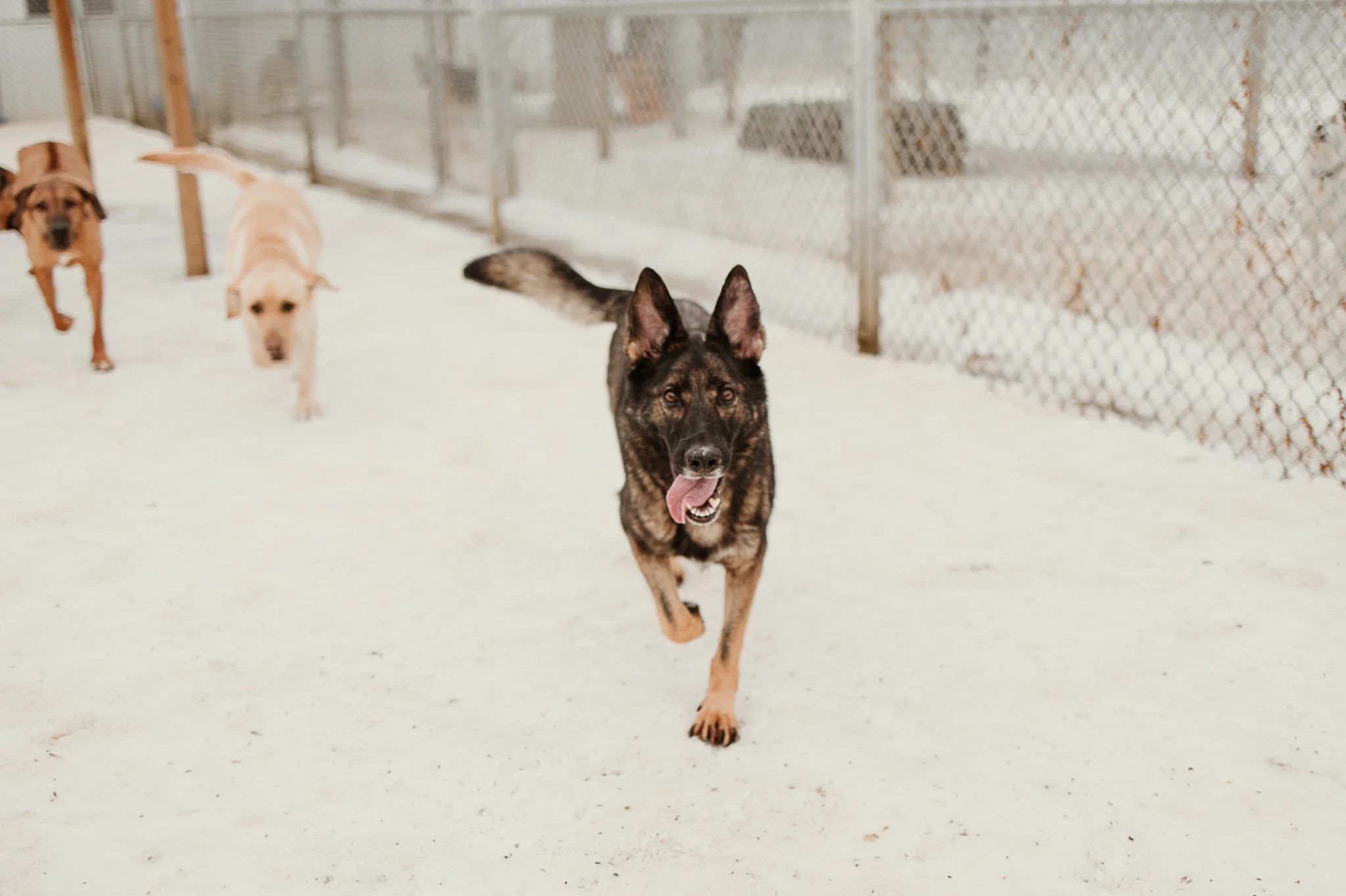 Large dogs playing in one of our outdoor yards in the large dog area