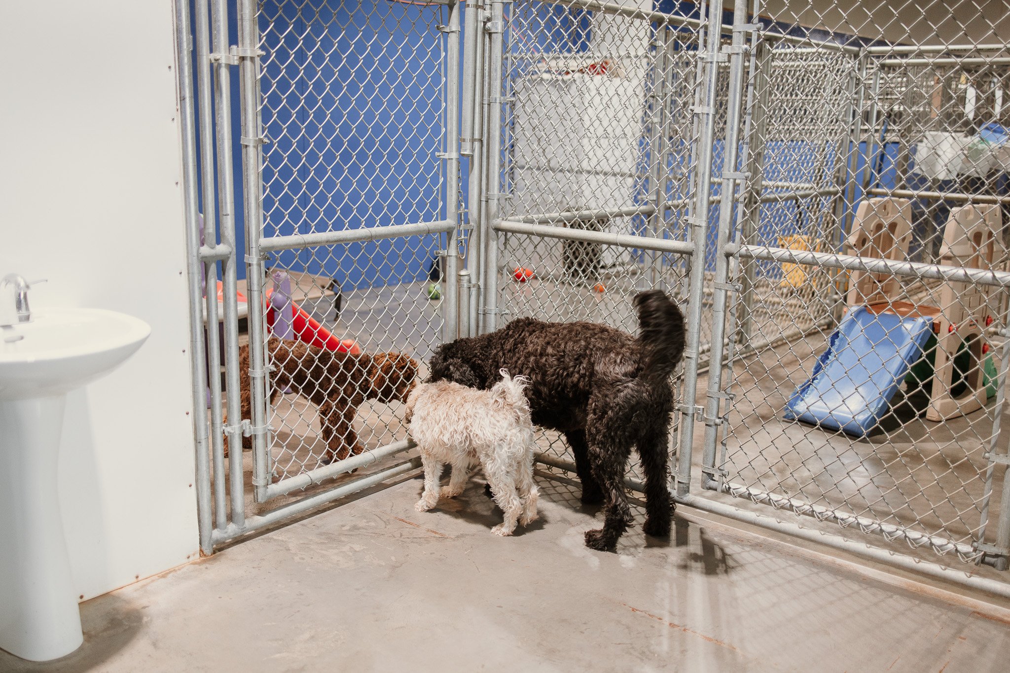 Indoor yards in our small/medium dog area