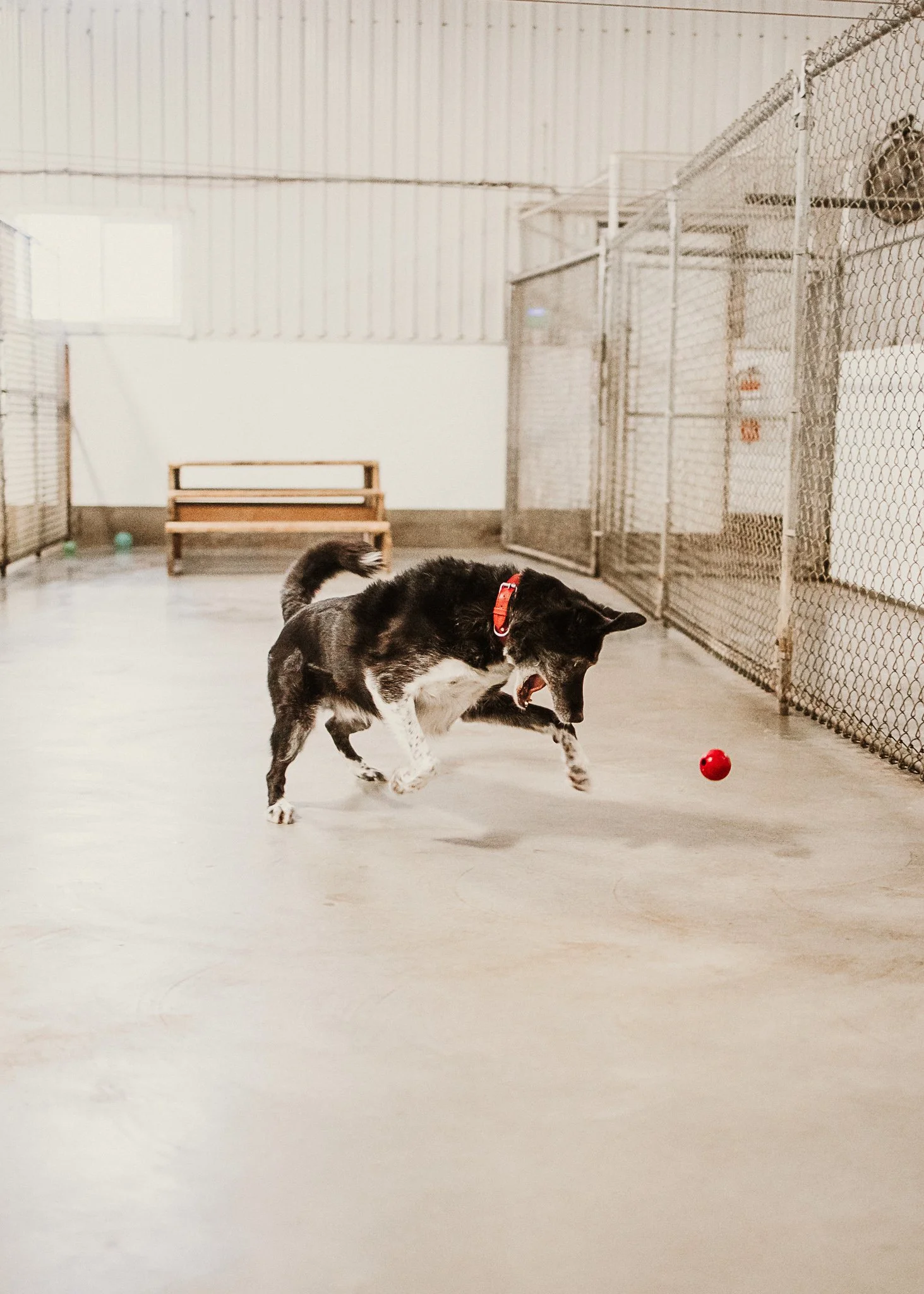 Arrow enjoying one of our indoor play spaces in the large dog area