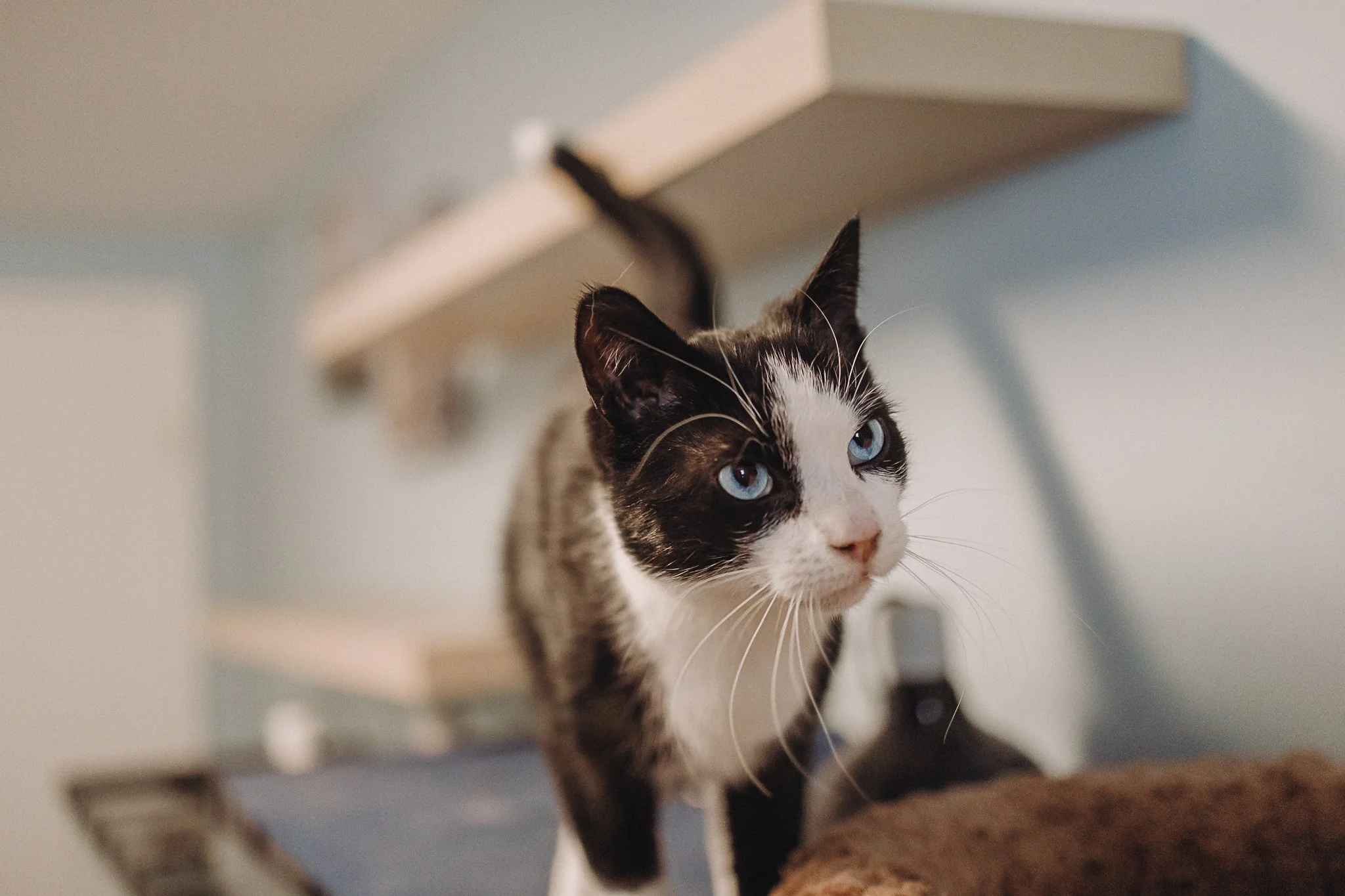 our cage-free cattery