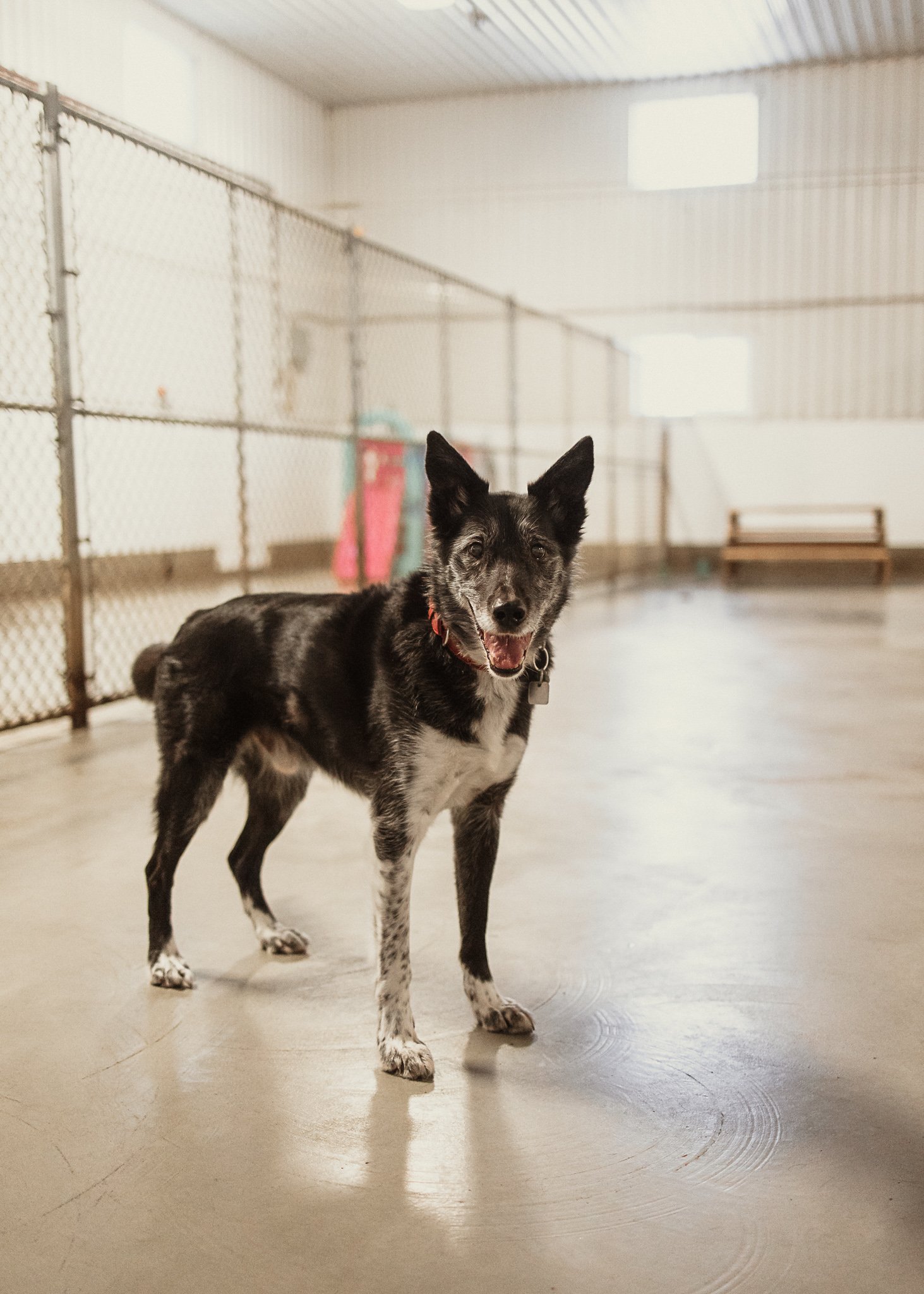 Arrow enjoying one of our indoor play spaces in the large dog area