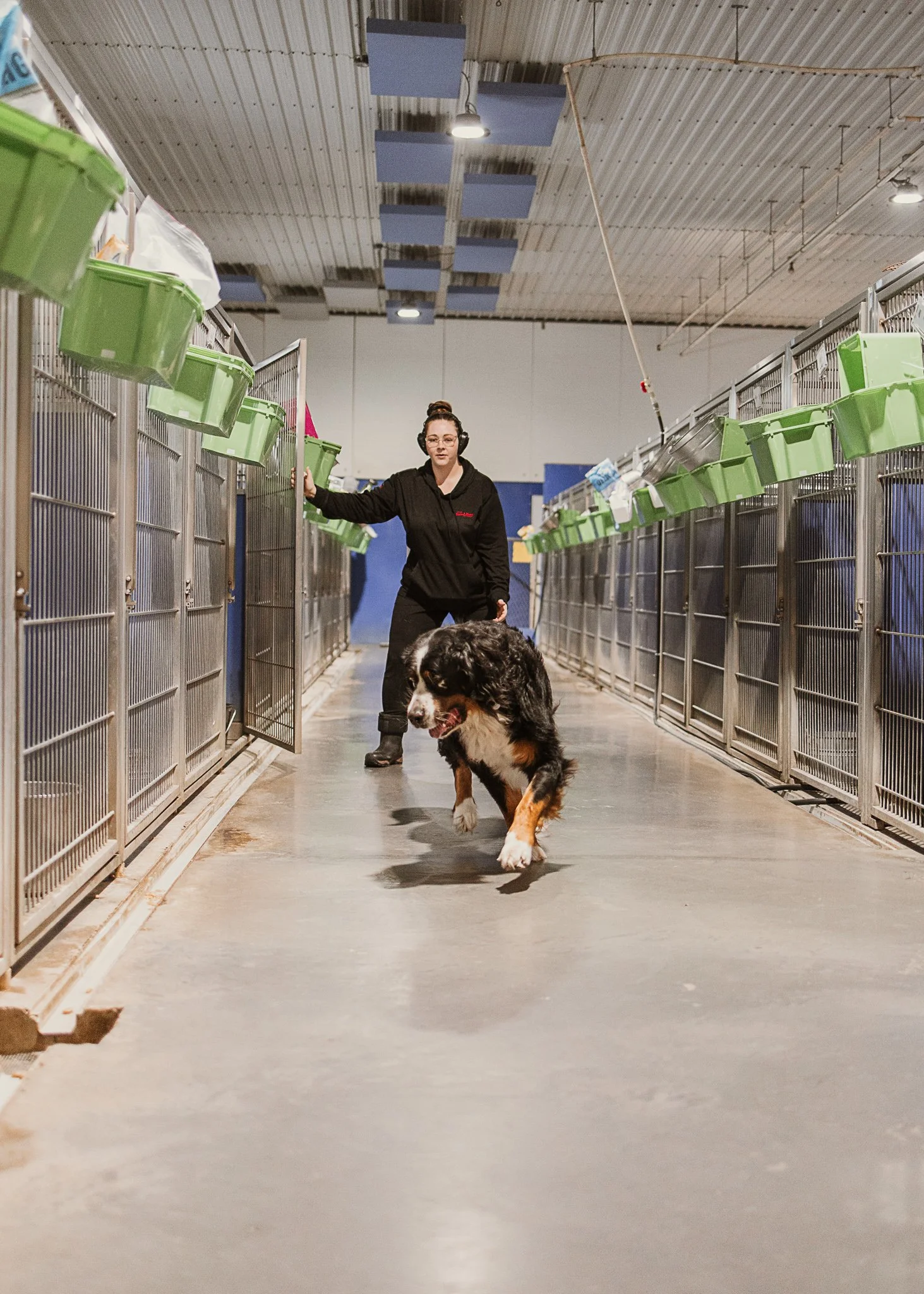 Large dog kennel area