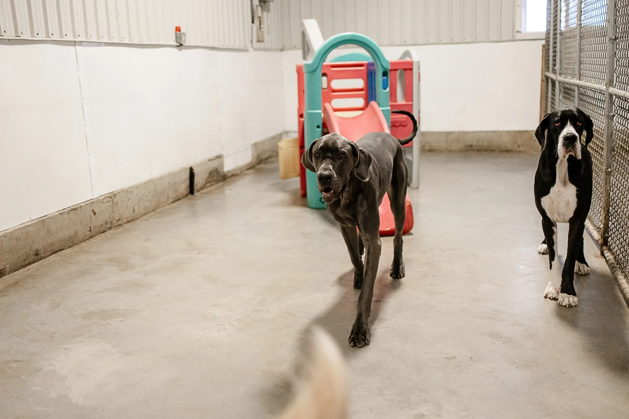 Large dog indoor play space