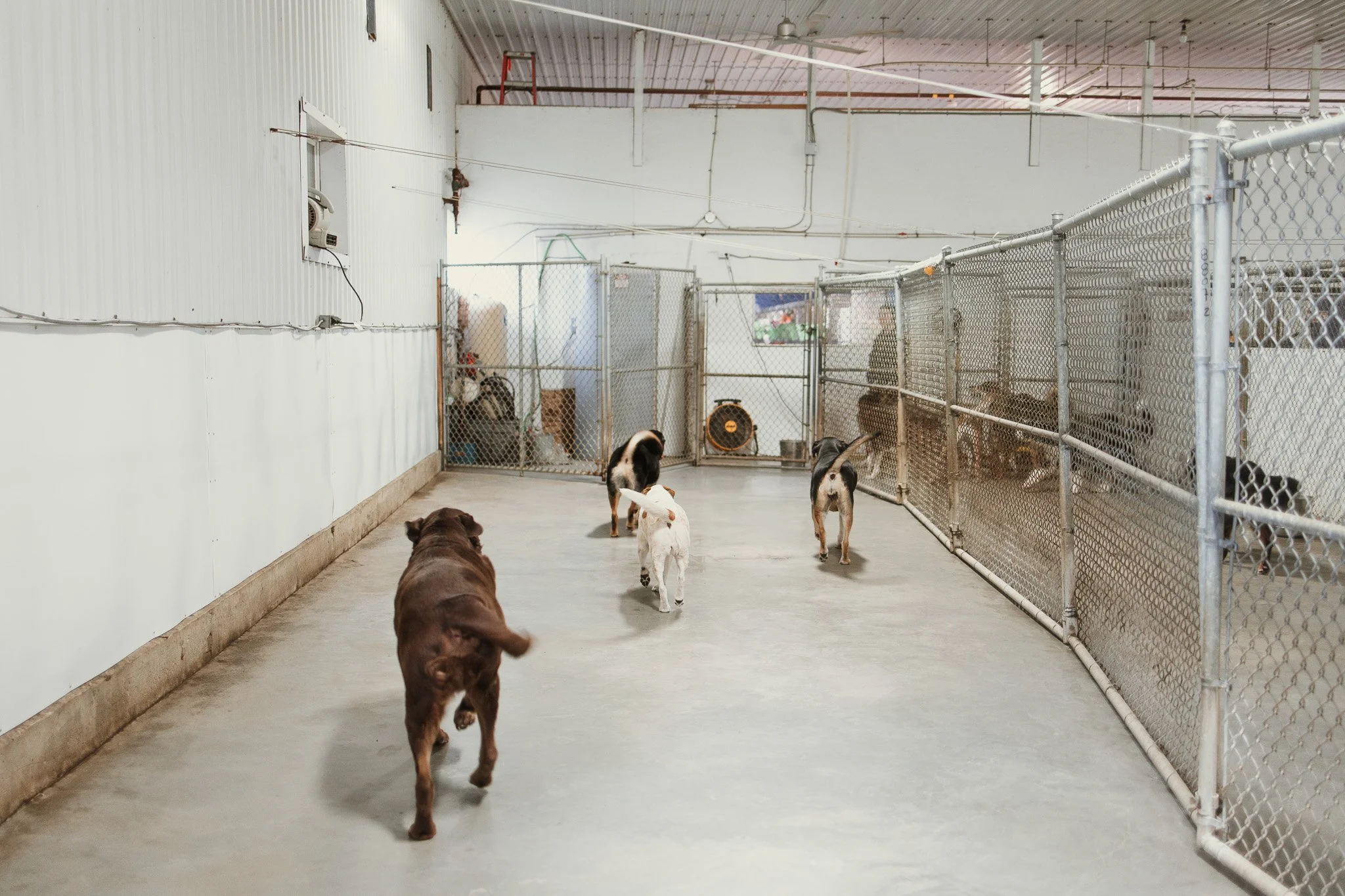 Large dog guests playing in one of our indoor yards in the large dog area