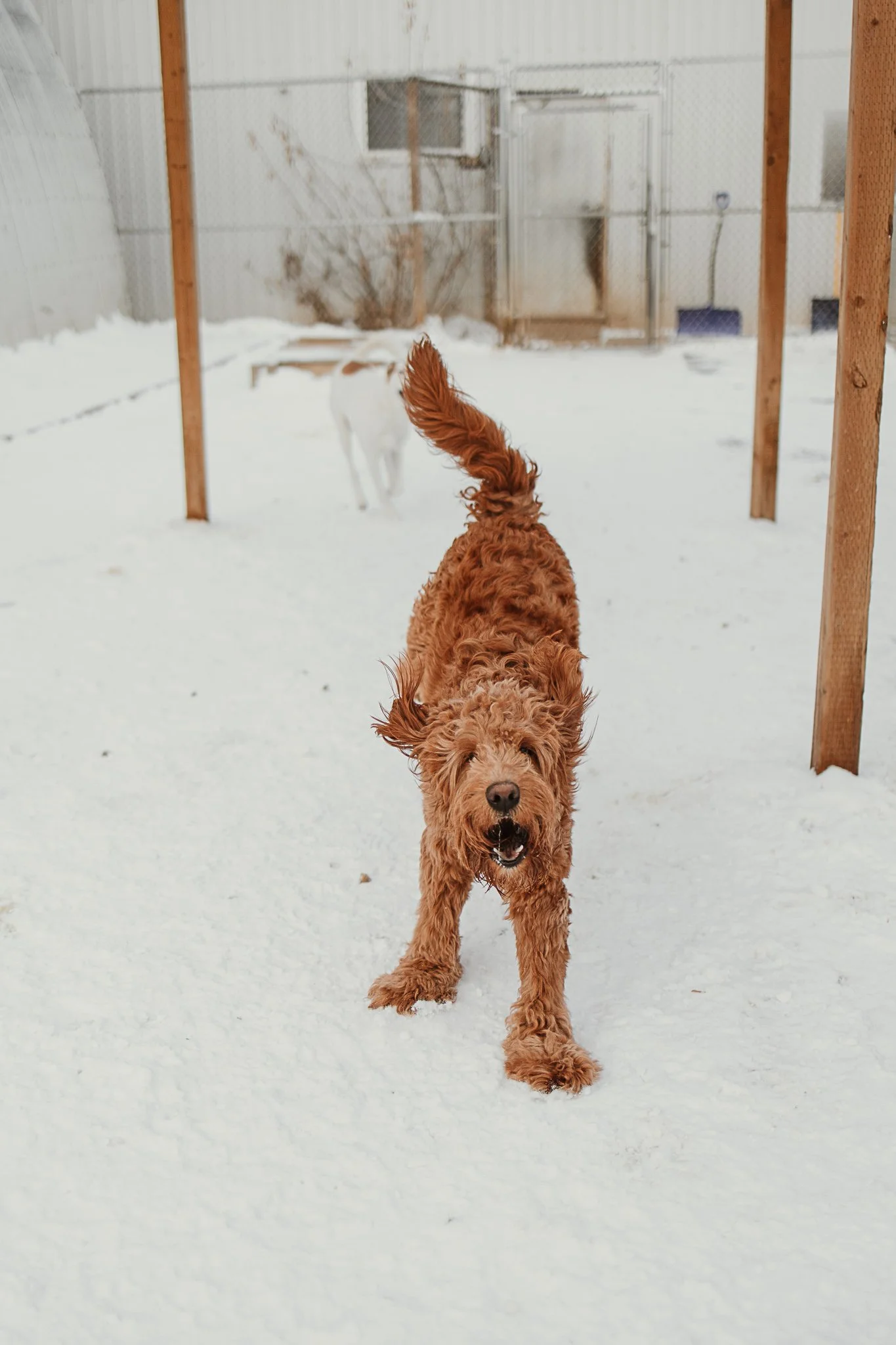 One of our outdoor yards in our large dog area