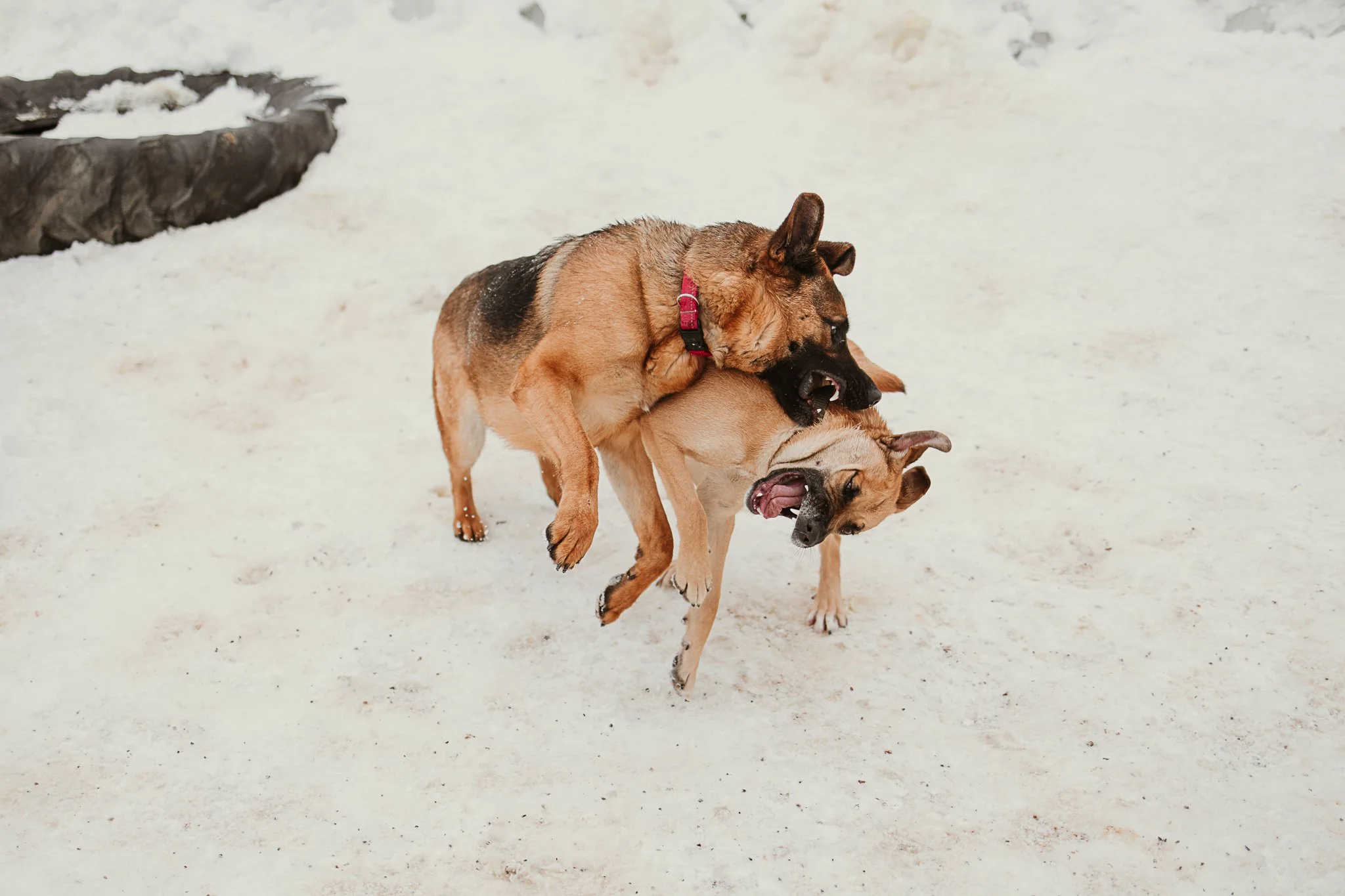 Large dogs playing in one of our outdoor yards in the large dog area