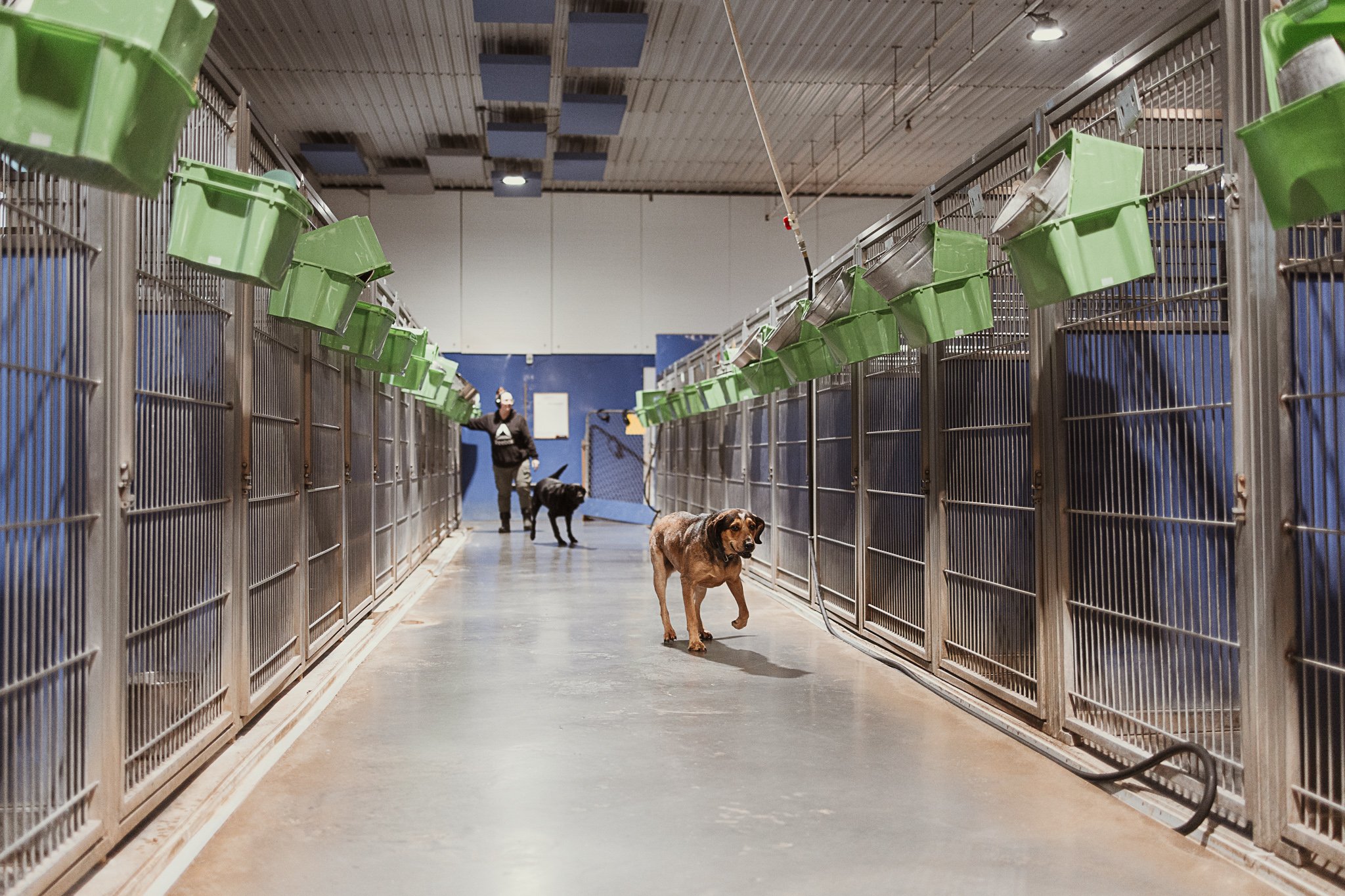 Large dog kennel area