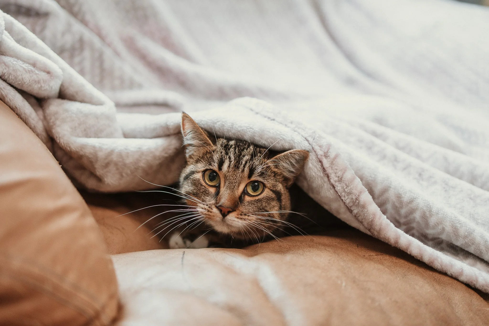 Cookie found a cozy spot in our cage-free cattery 