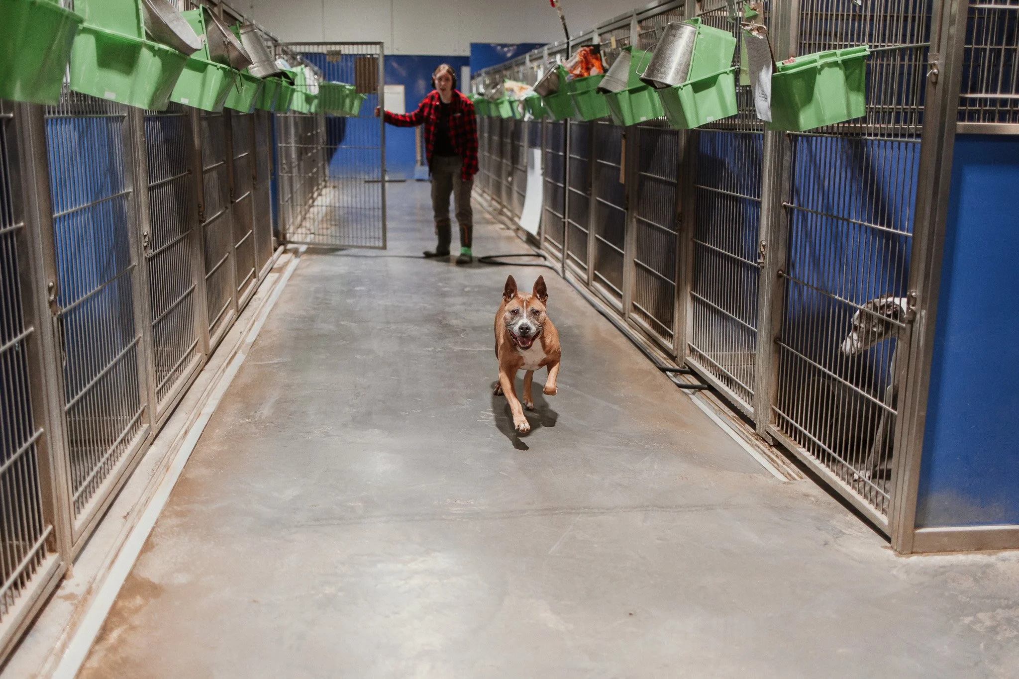 Large Dog Kennel Area