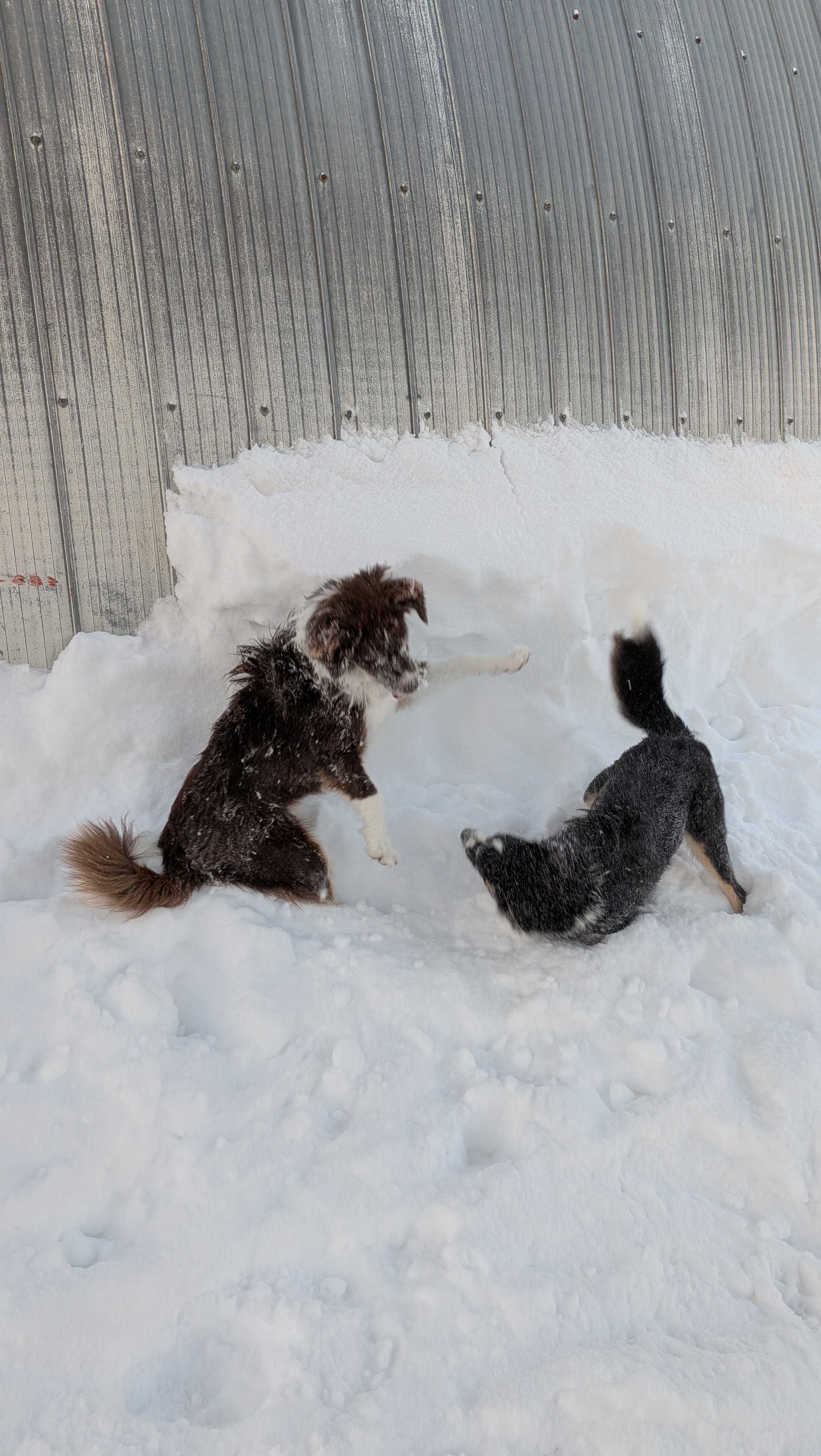 Two dogs playing in the snow near a metal wall.