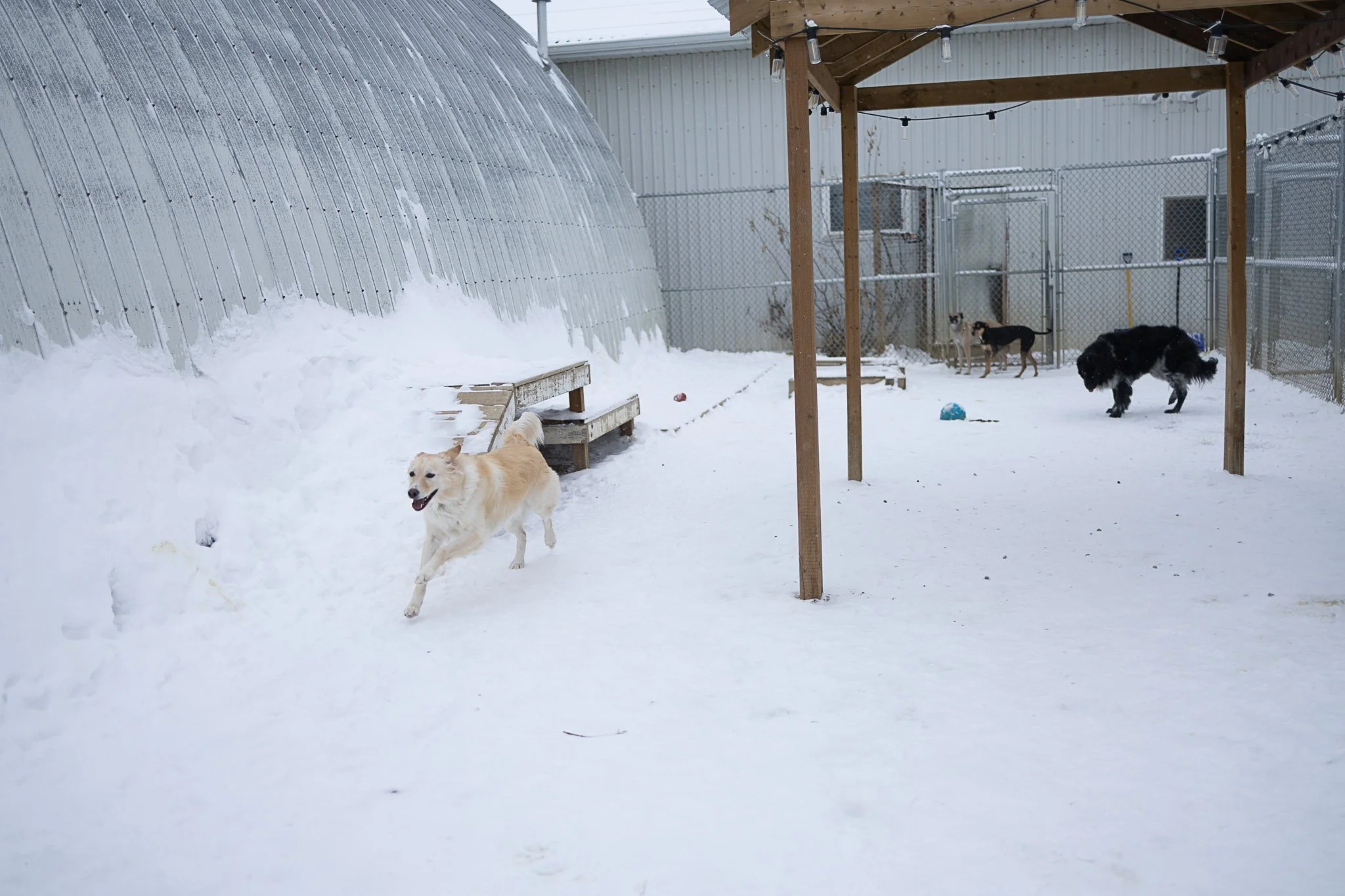 One of our outdoor yards in our large dog area