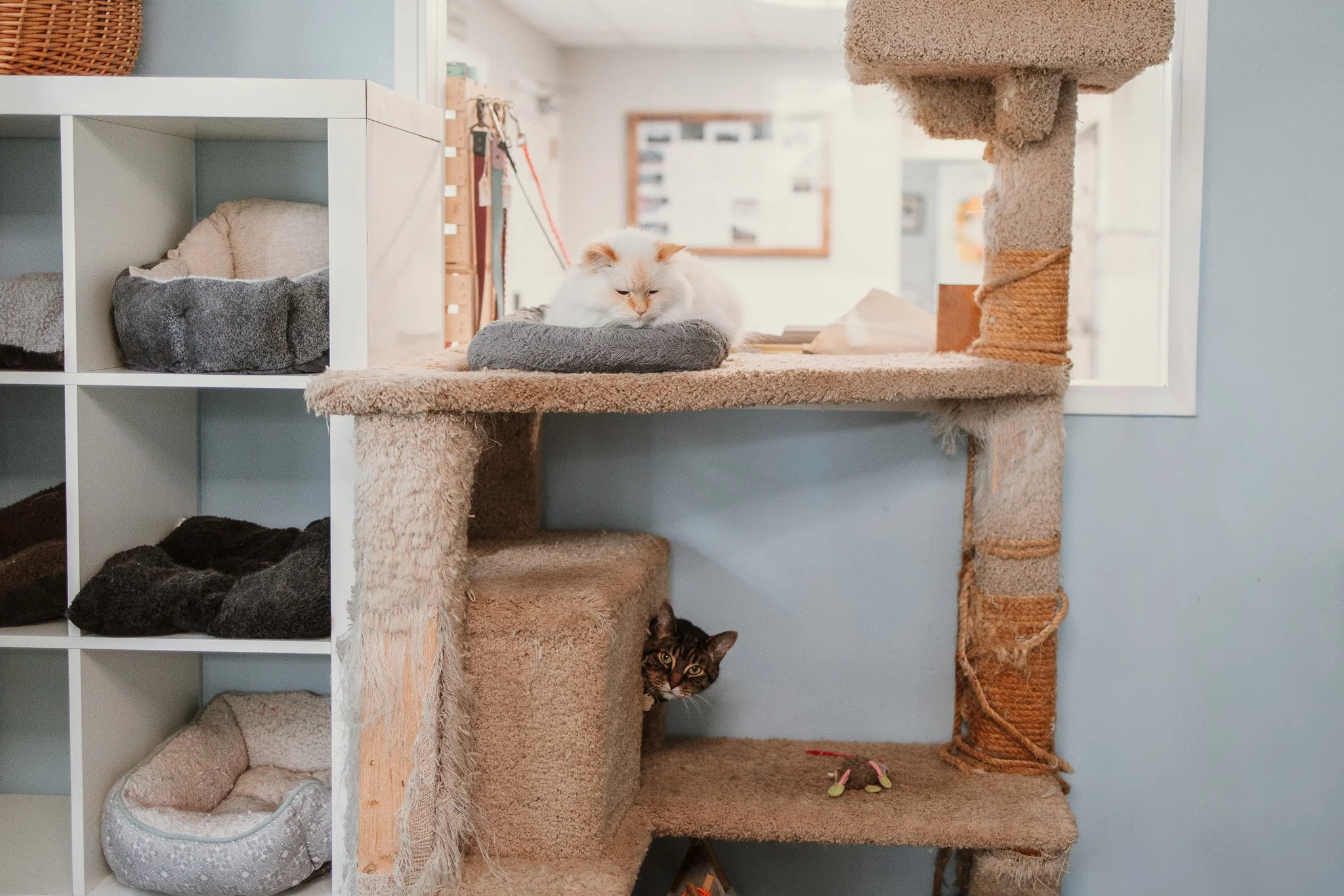 our cage-free cattery